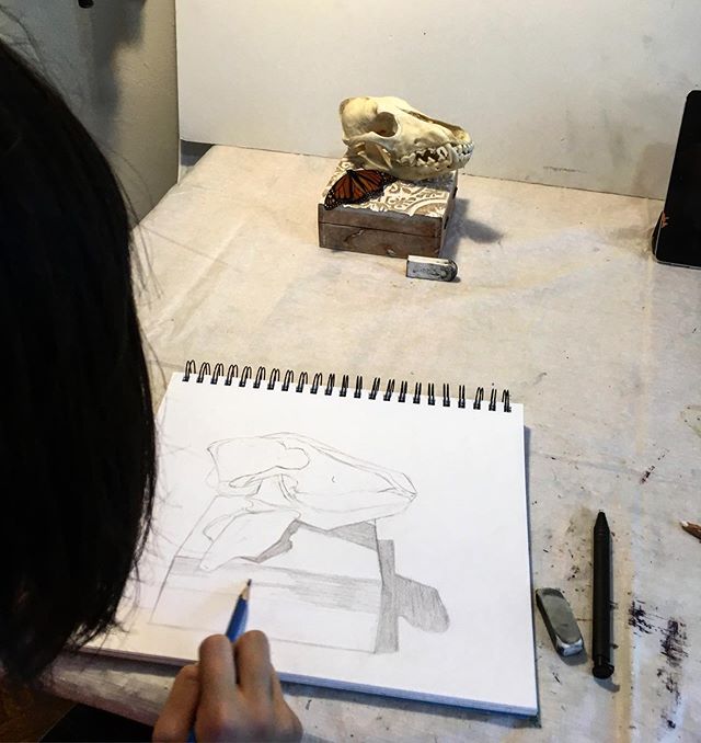 Our 12 years old student, drawing a skull and a butterfly from life 💀 🦋 .
.
.
.
#iloveart #privatelesson #artclass #drawinglessons #paintingclass #brooklynart #bayridgeartspace #artclassesforkids #artclassesforadults #wip #artsharing #paintingproce