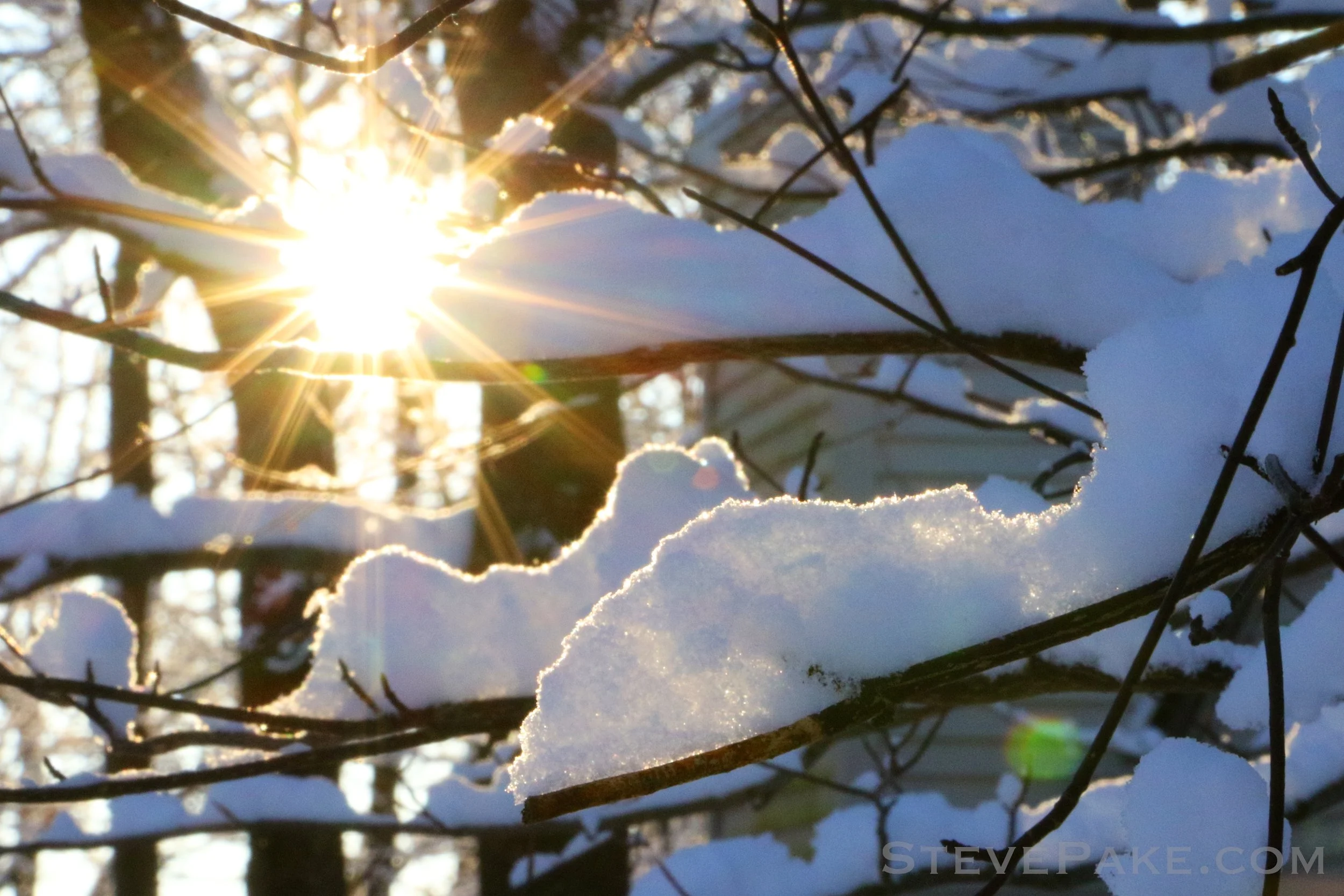 Puffles-2018-02_051_GE3A6810ap-4k-WM.jpg