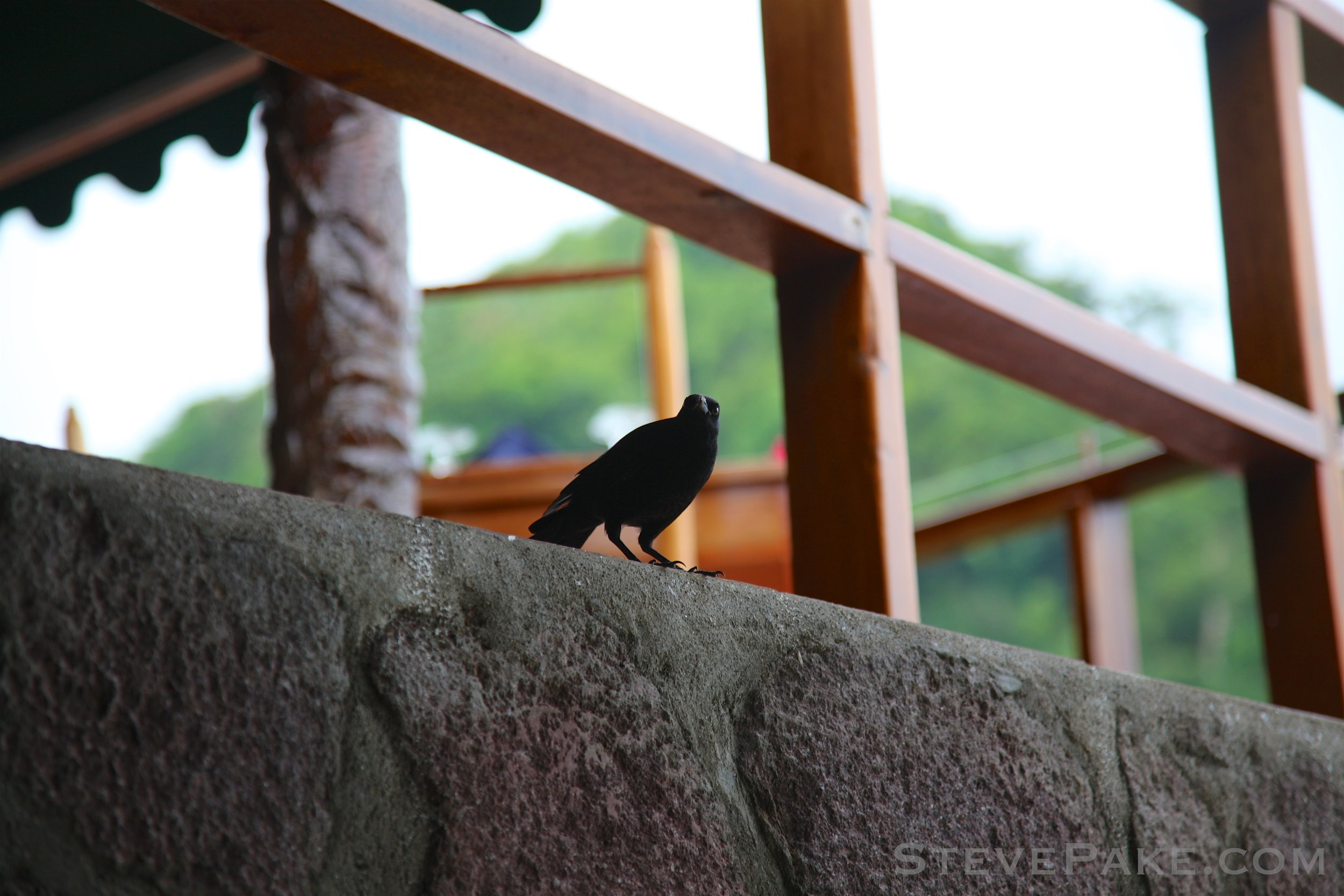StLucia2012_044_5D2_8482-4k-WM.jpg