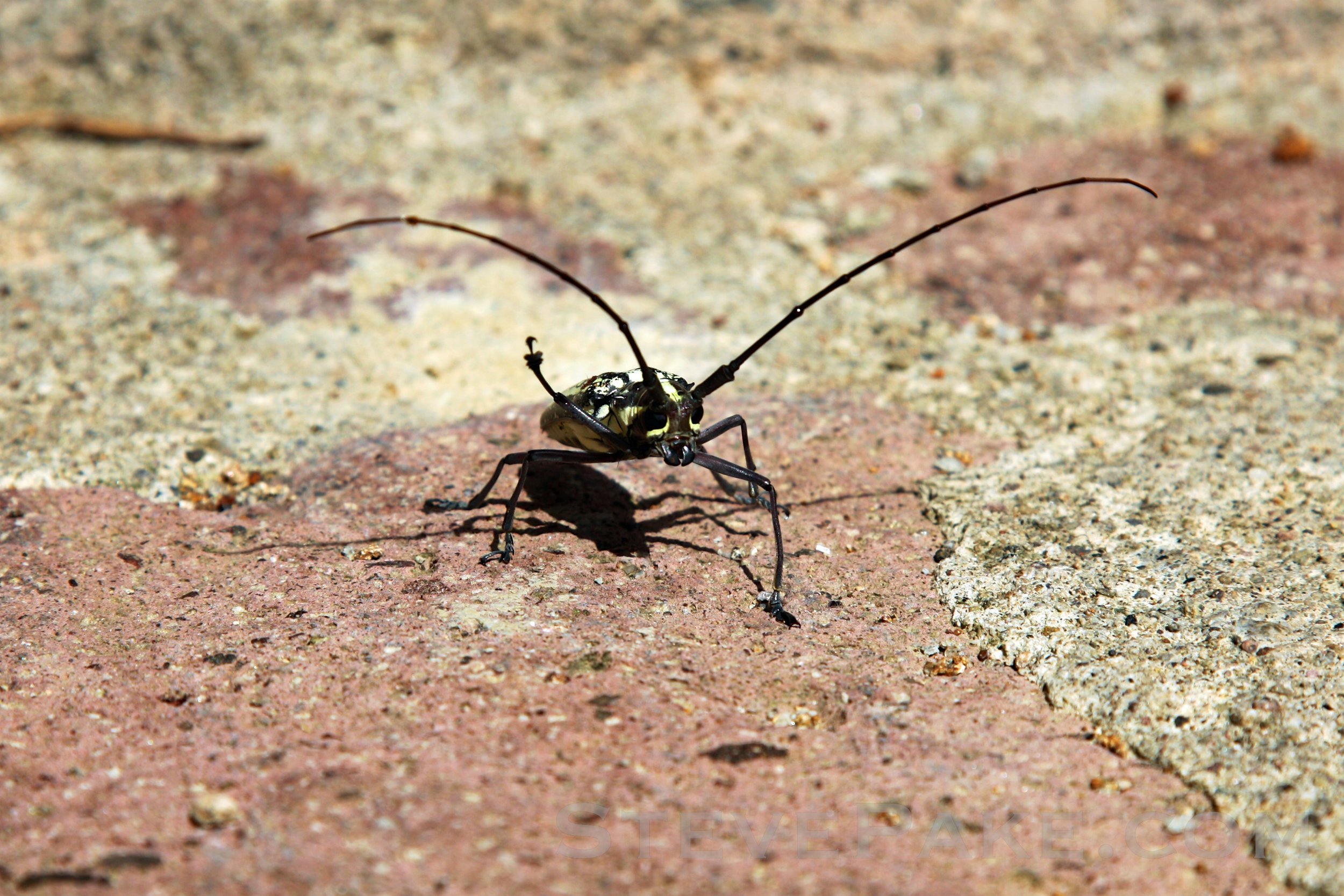 StLucia2012_143_5D2_8870p-4k-WM.jpg