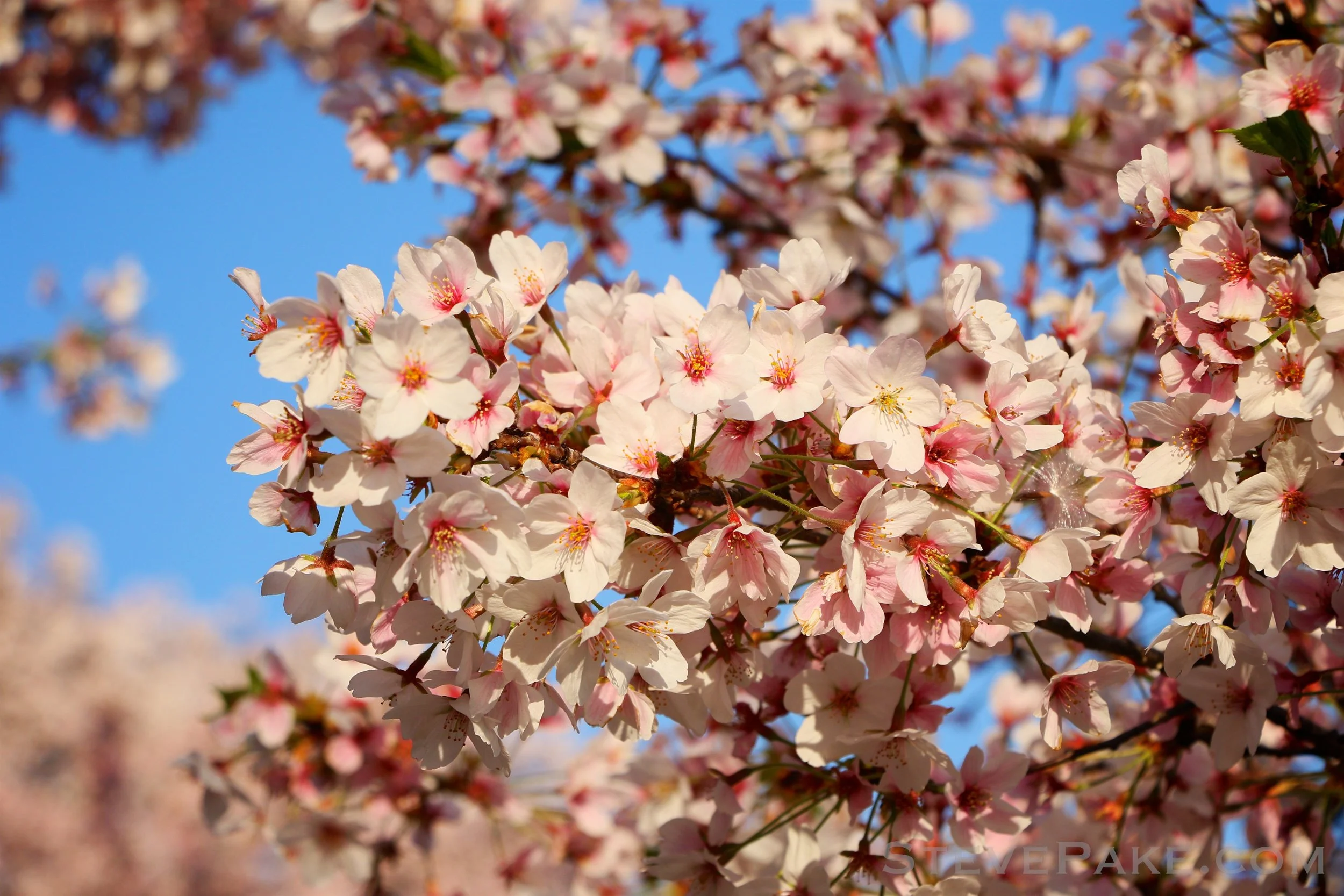 Blossoms were a little thin in some areas, but not all.