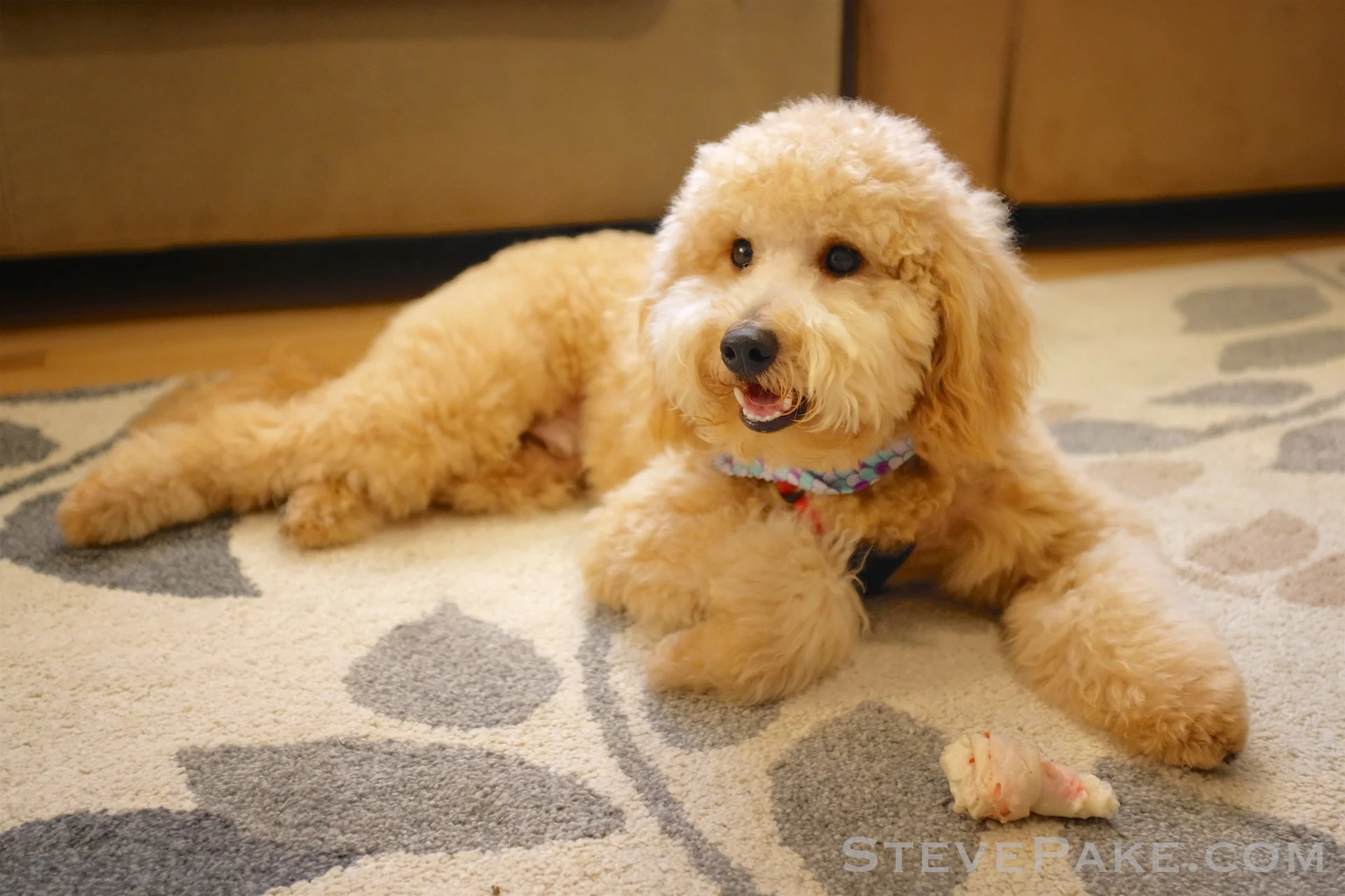 pictures of mini goldendoodles