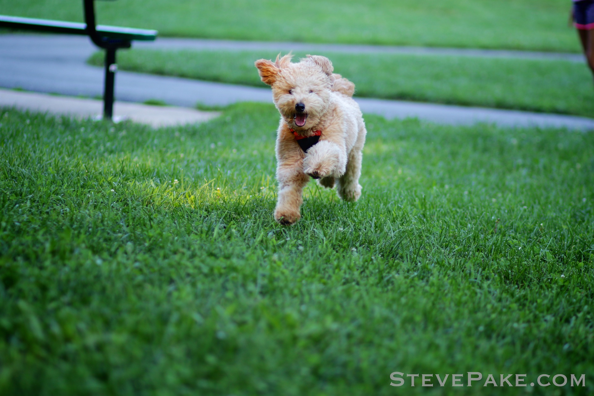 There's nothing cuter than this little fur ball coming at you at full speed! :)