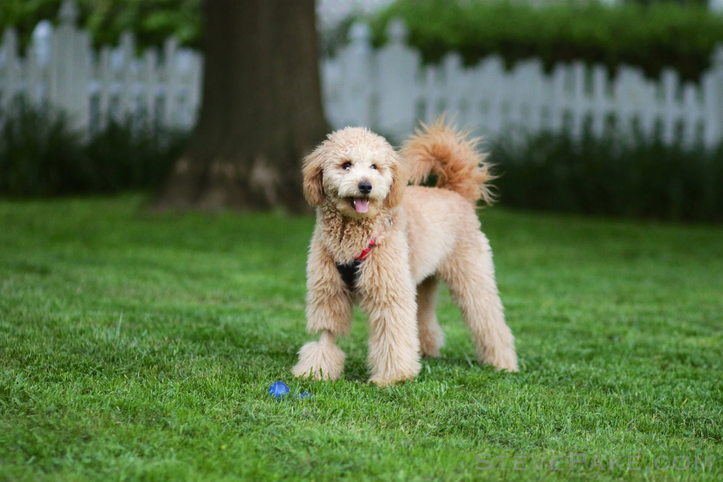 Puffles-2018-05_023_GE3A7427ap-4k-WM.jpg