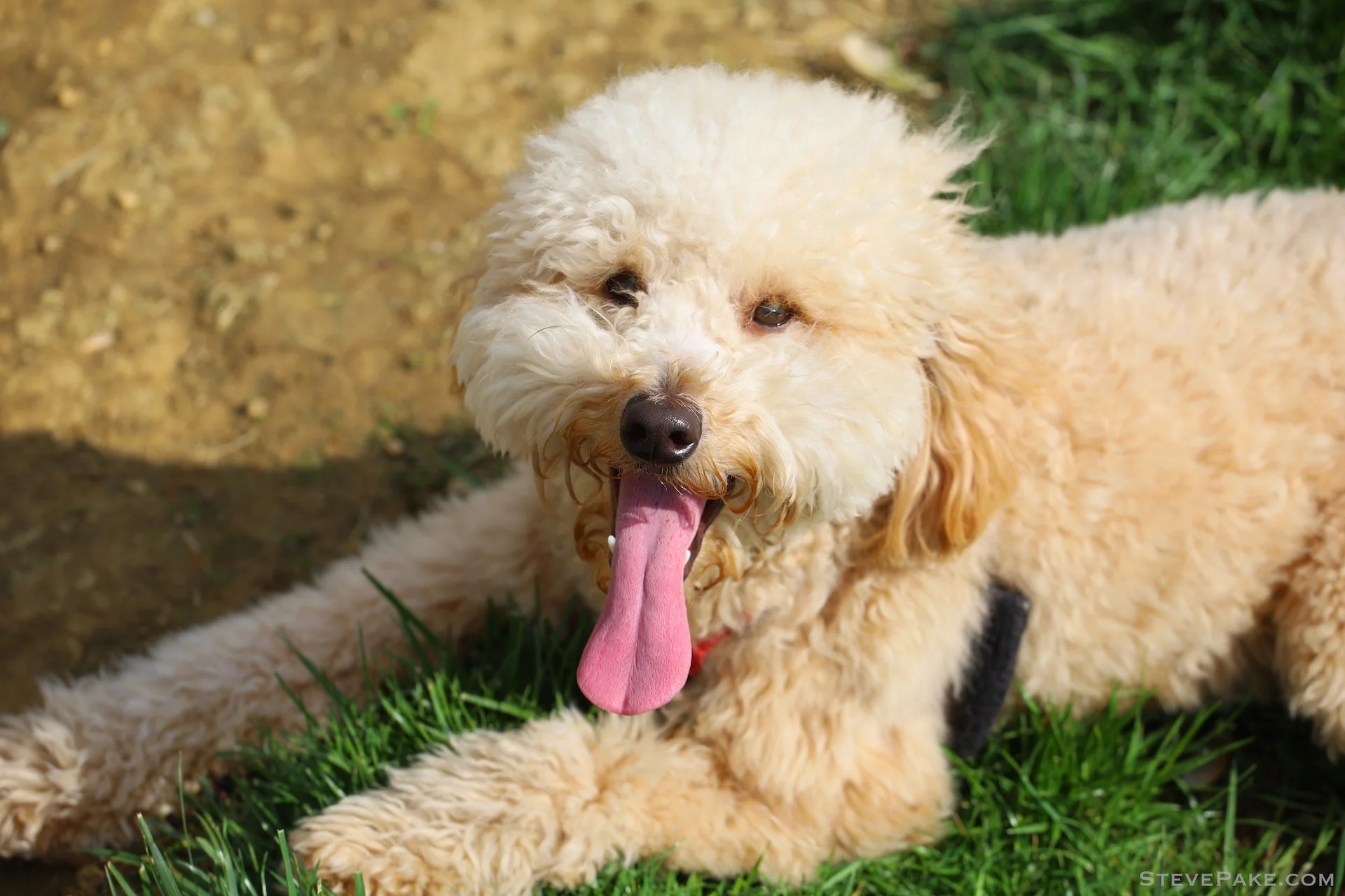 Dogs understand something that way too many human beings don’t. Loyalty.