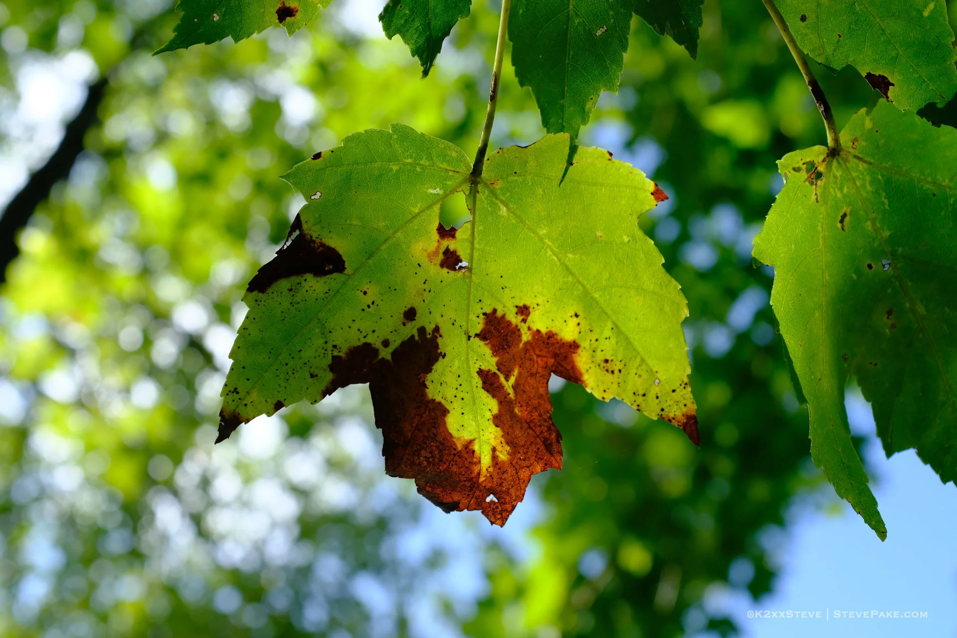 SenecaCreekStatePark-105236-DSCF0267-HD.JPG