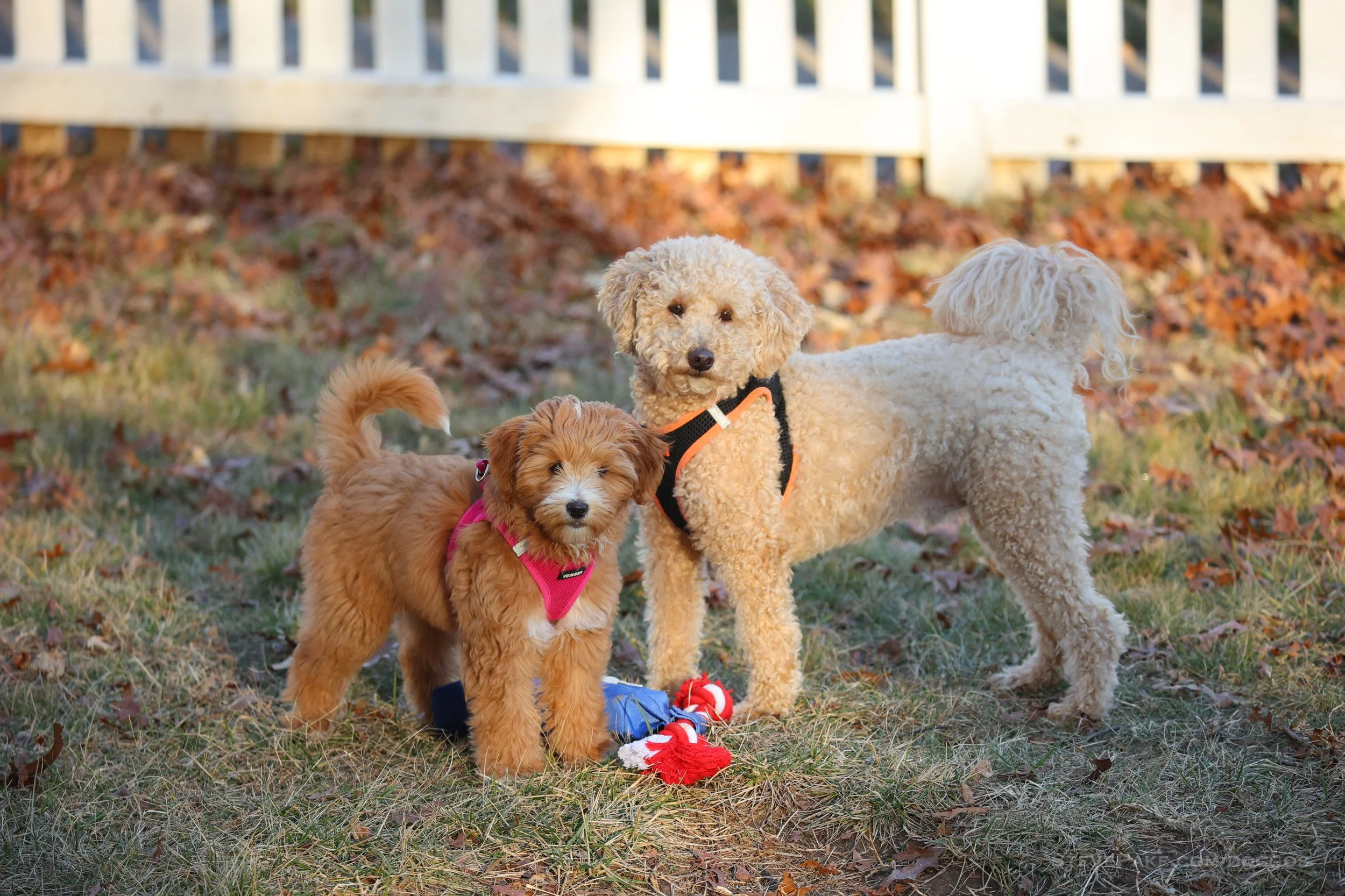 Crazy or Not? A Month With Two Dogs, Puffles and Raya