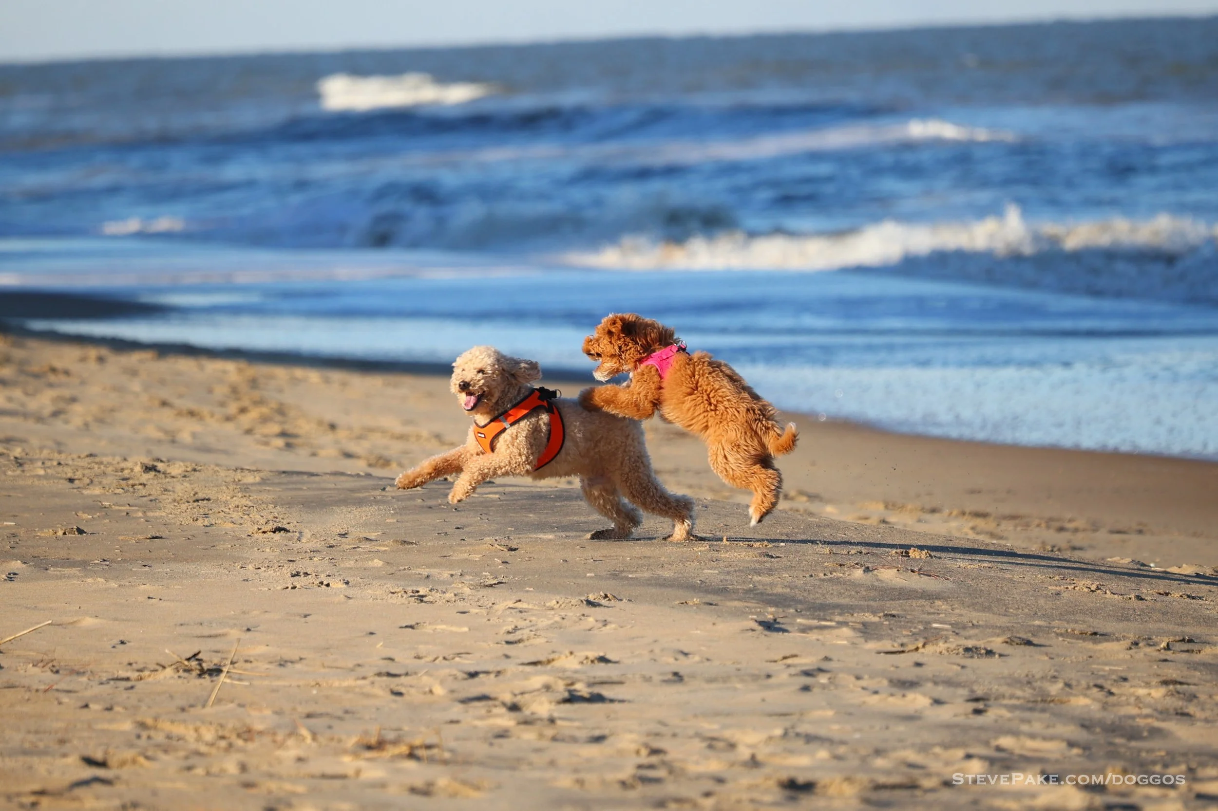 Raya's First Time At The Beach with Puffles