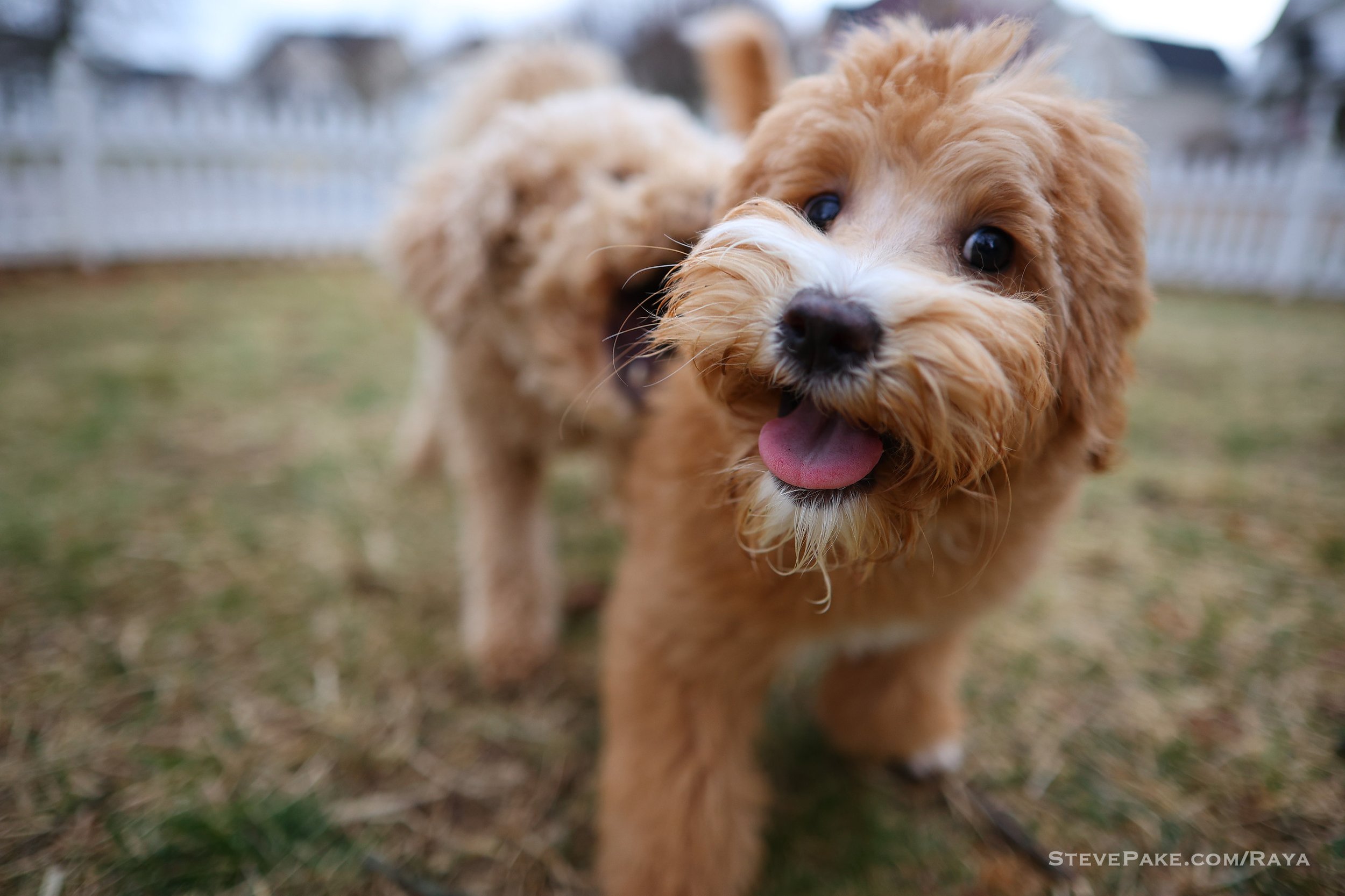 Raya's First Grooming