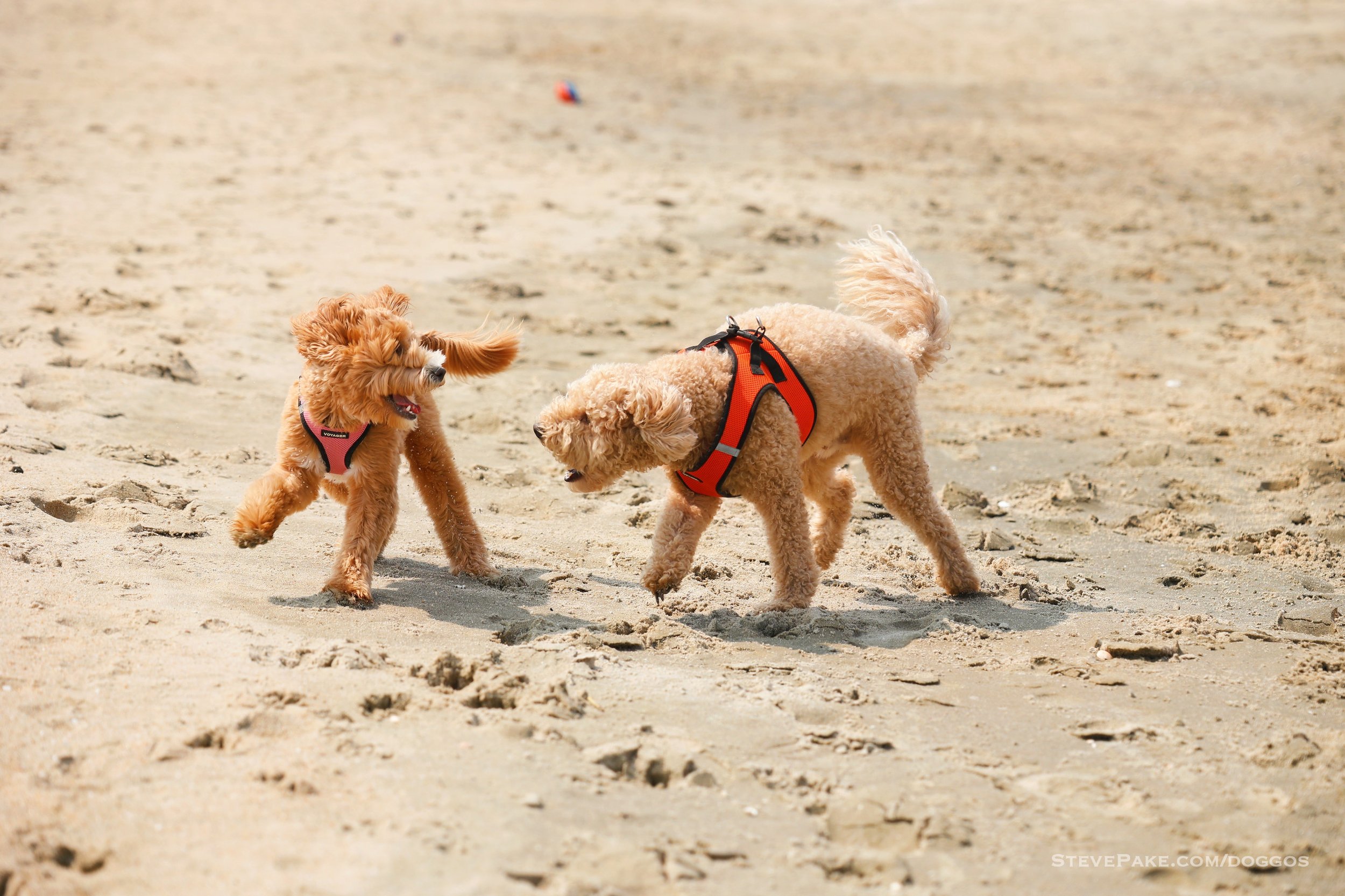 Doggos-2023-06-Rehoboth_R6SP6581r-QHD.JPG