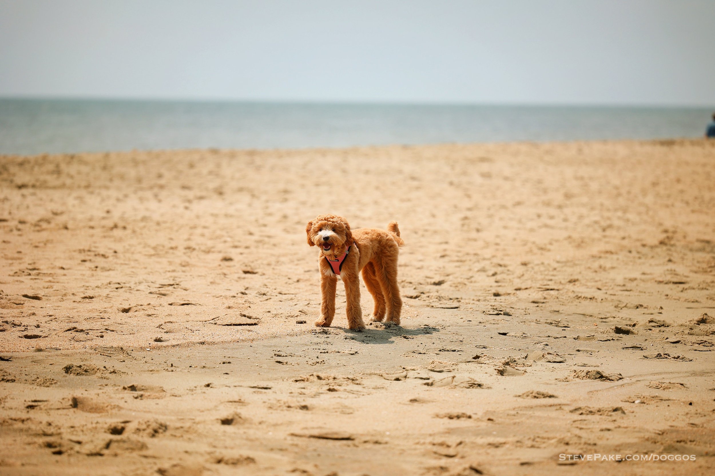 Doggos-2023-06-Rehoboth_R6SP6762r-QHD.JPG