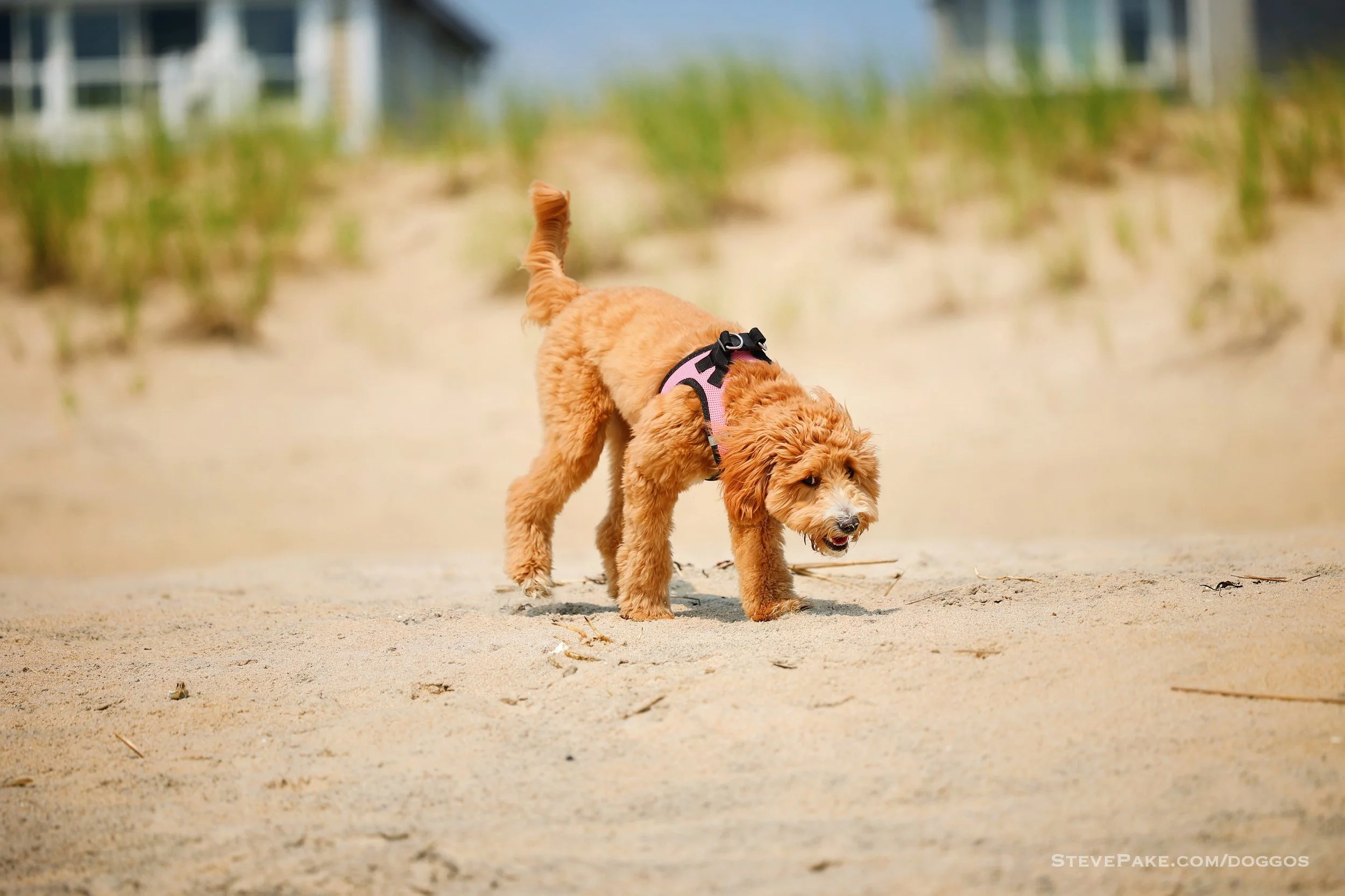 Doggos-2023-06-Rehoboth_R6SP6774r-QHD.JPG