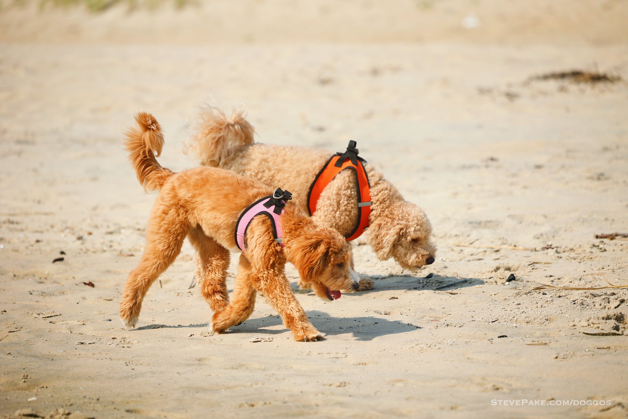 Doggos-2023-06-Rehoboth_R6SP6903r-QHD.JPG