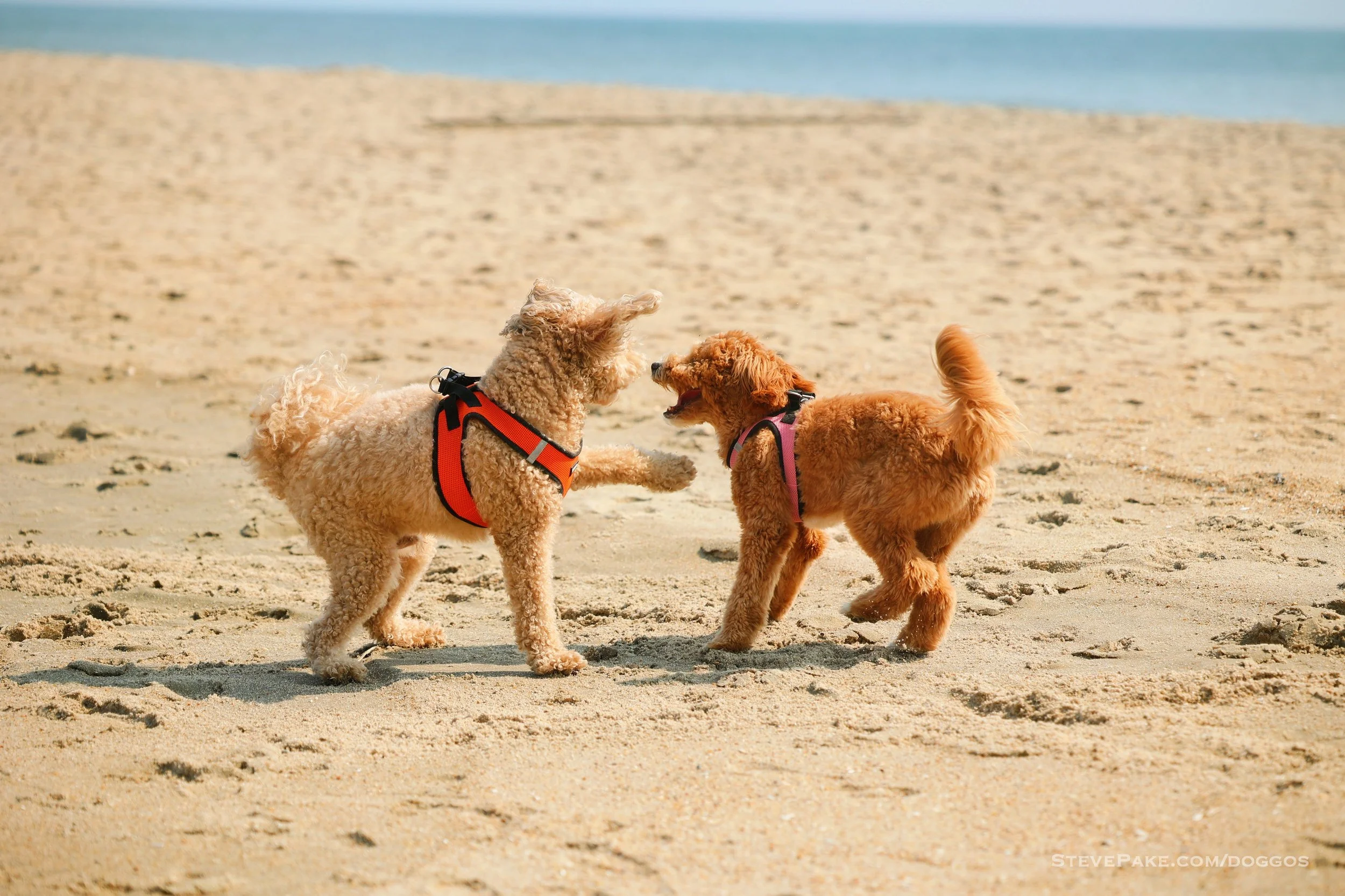 Doggos-2023-06-Rehoboth_R6SP6963r-QHD.JPG