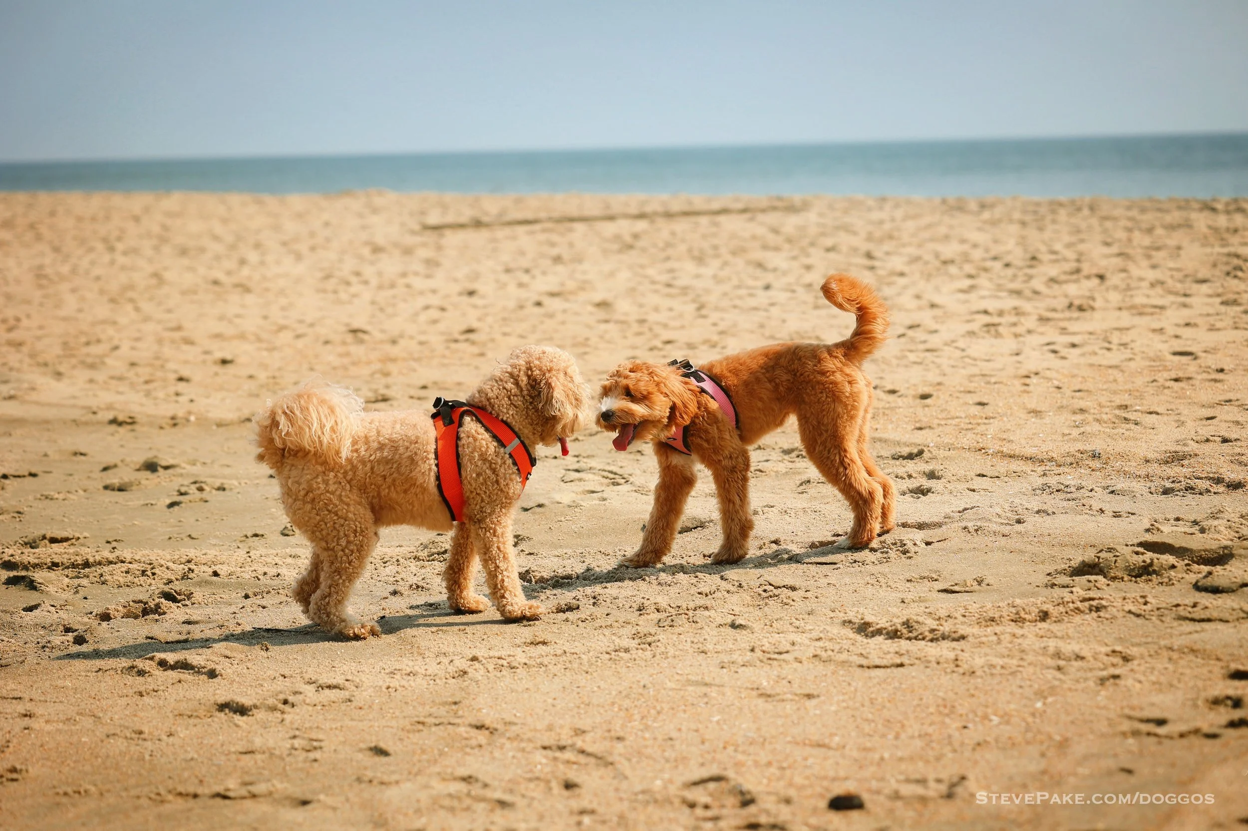 Doggos-2023-06-Rehoboth_R6SP6966r-QHD.JPG