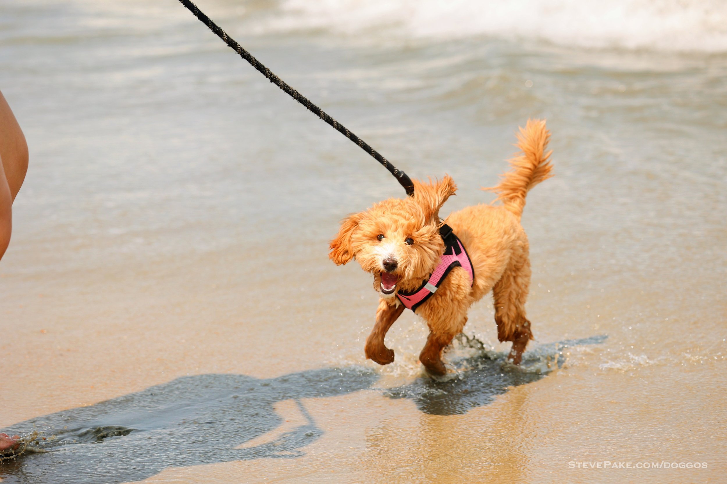 Doggos-2023-06-Rehoboth_R6SP7024r-QHD.JPG