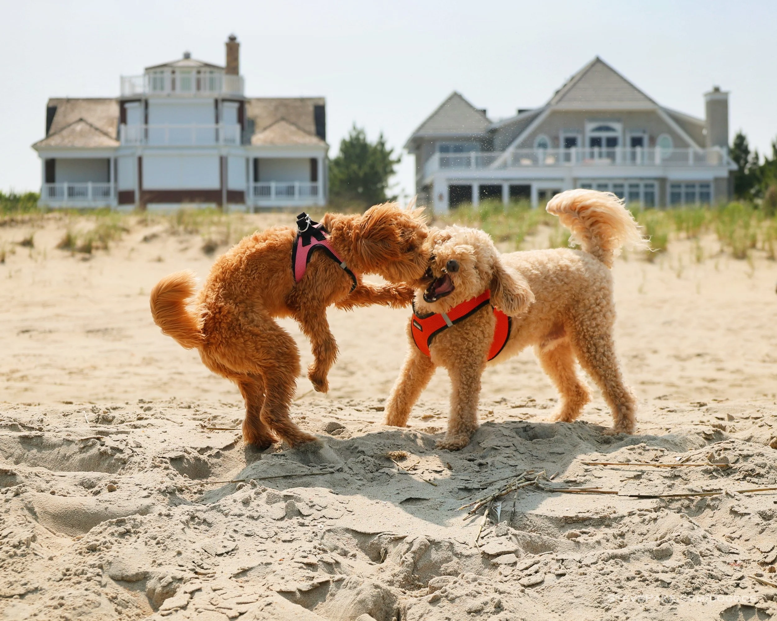 Doggos-2023-06-Rehoboth_R6SP7307r-QHD.JPG