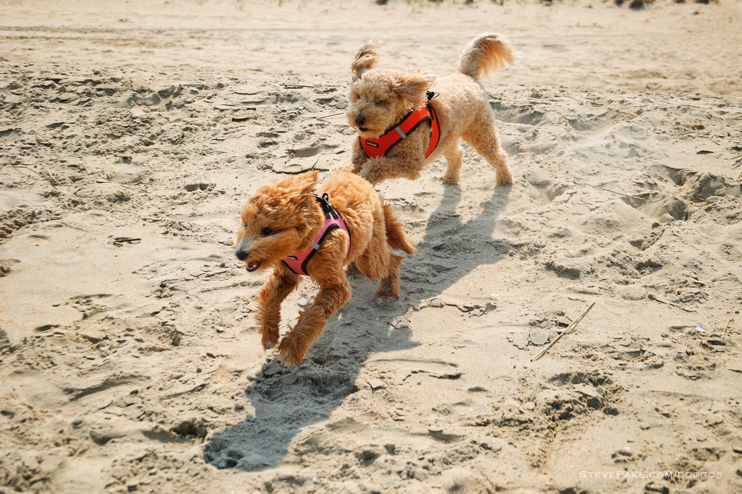 Doggos-2023-06-Rehoboth_R6SP7314r-QHD.JPG
