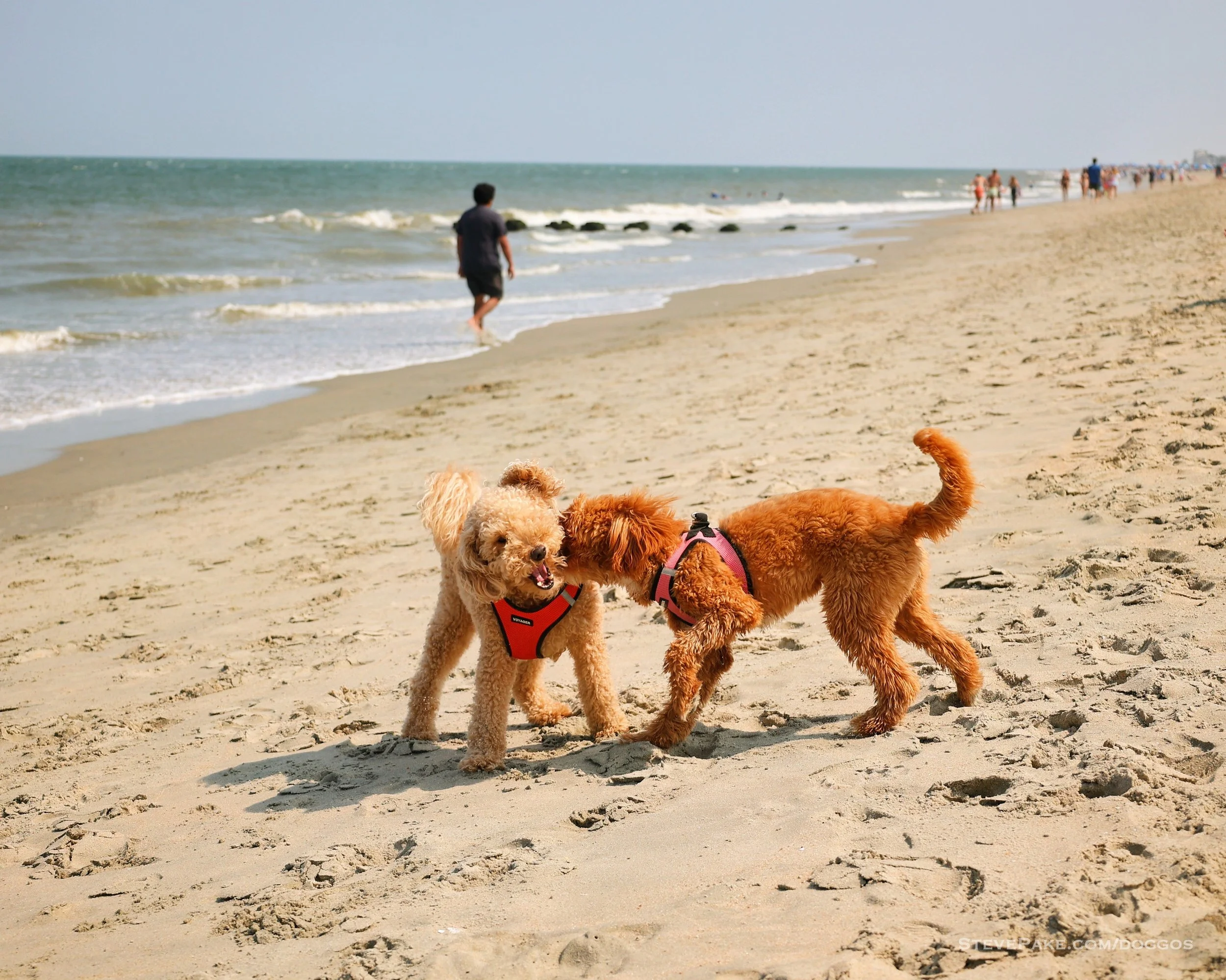 Doggos-2023-06-Rehoboth_R6SP7341r-QHD.JPG