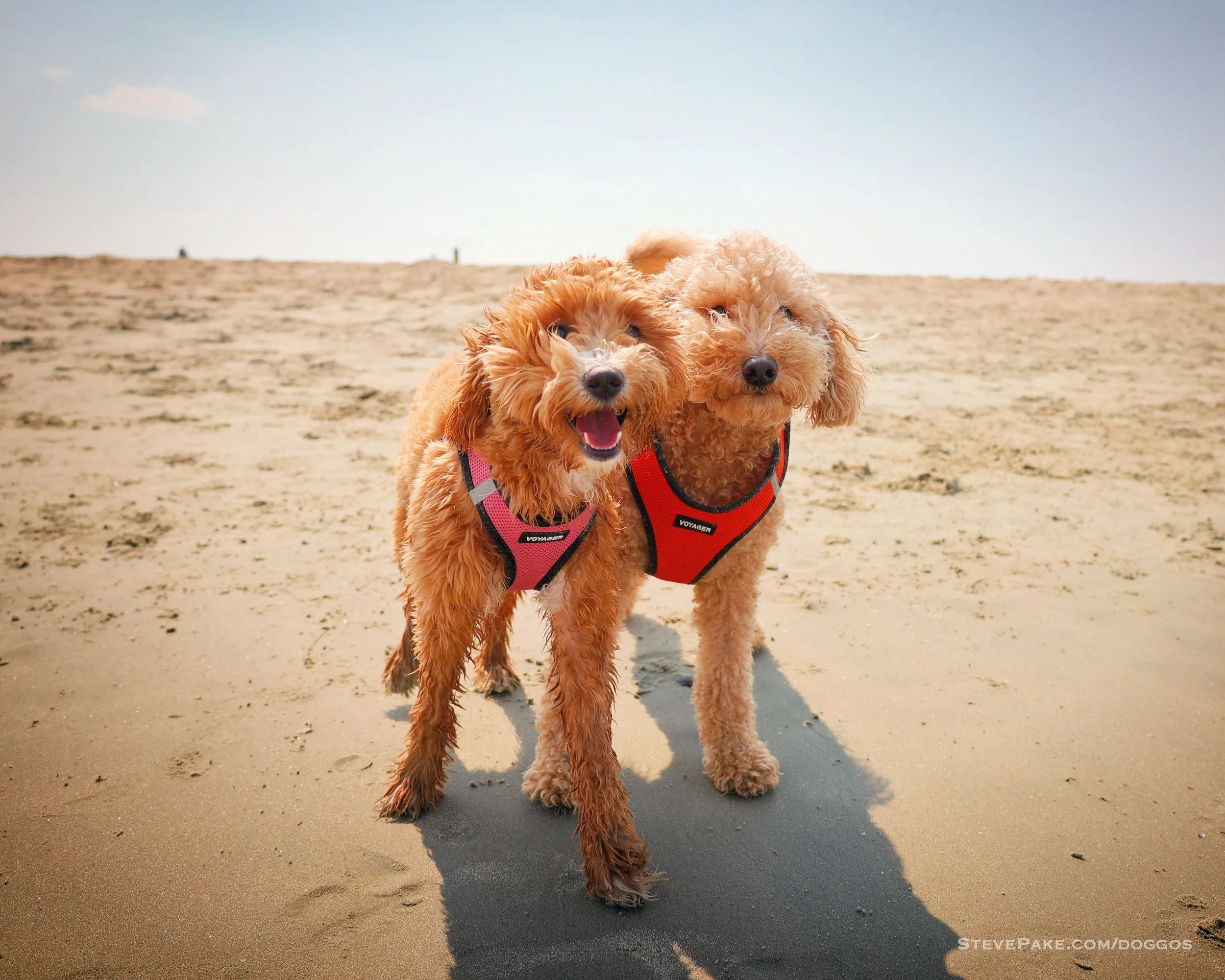 Doggos-2023-06-Rehoboth_R6SP7407r-QHD.JPG
