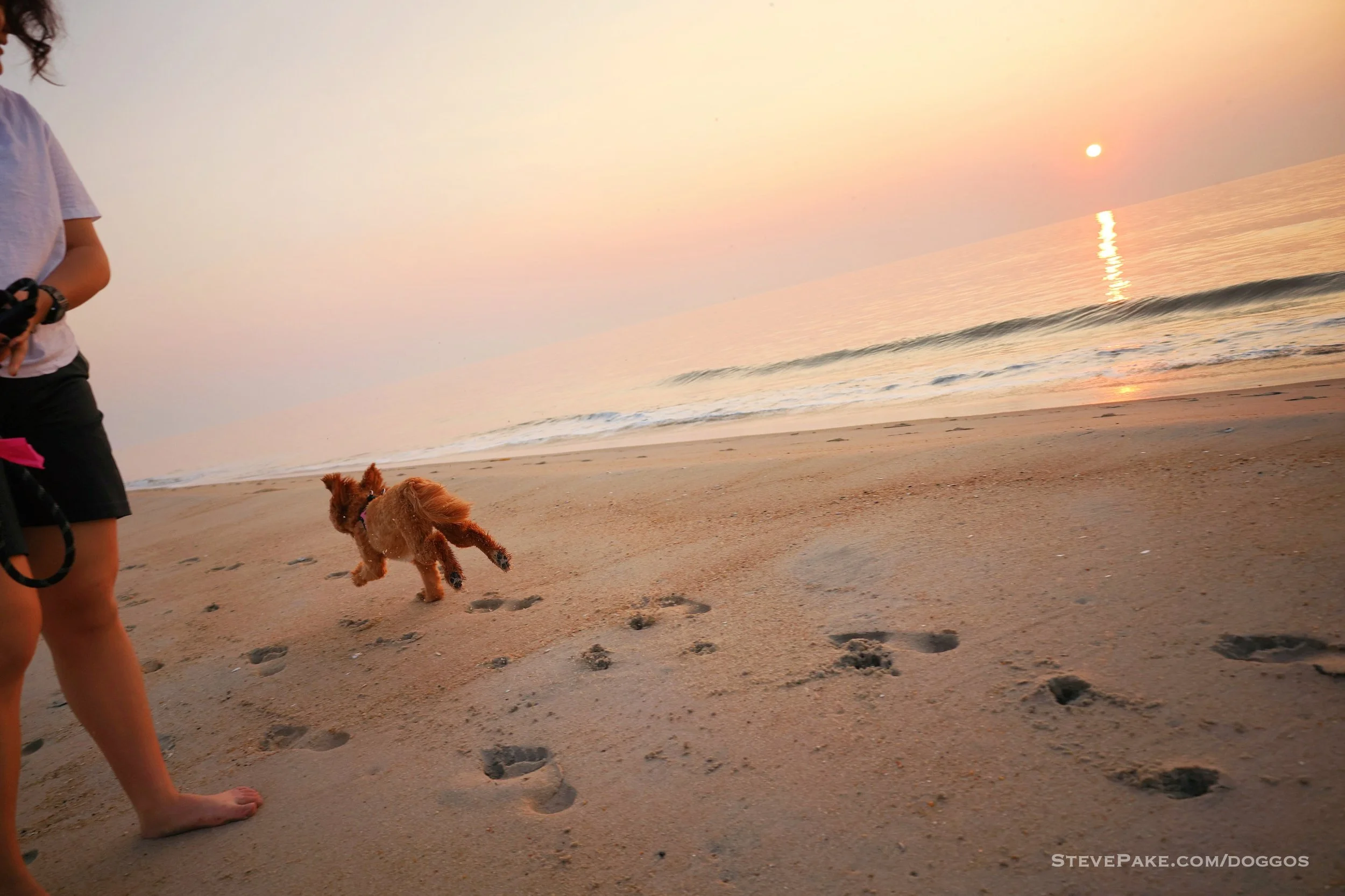 Doggos-2023-06-Rehoboth_R6SP7920r-QHD.JPG