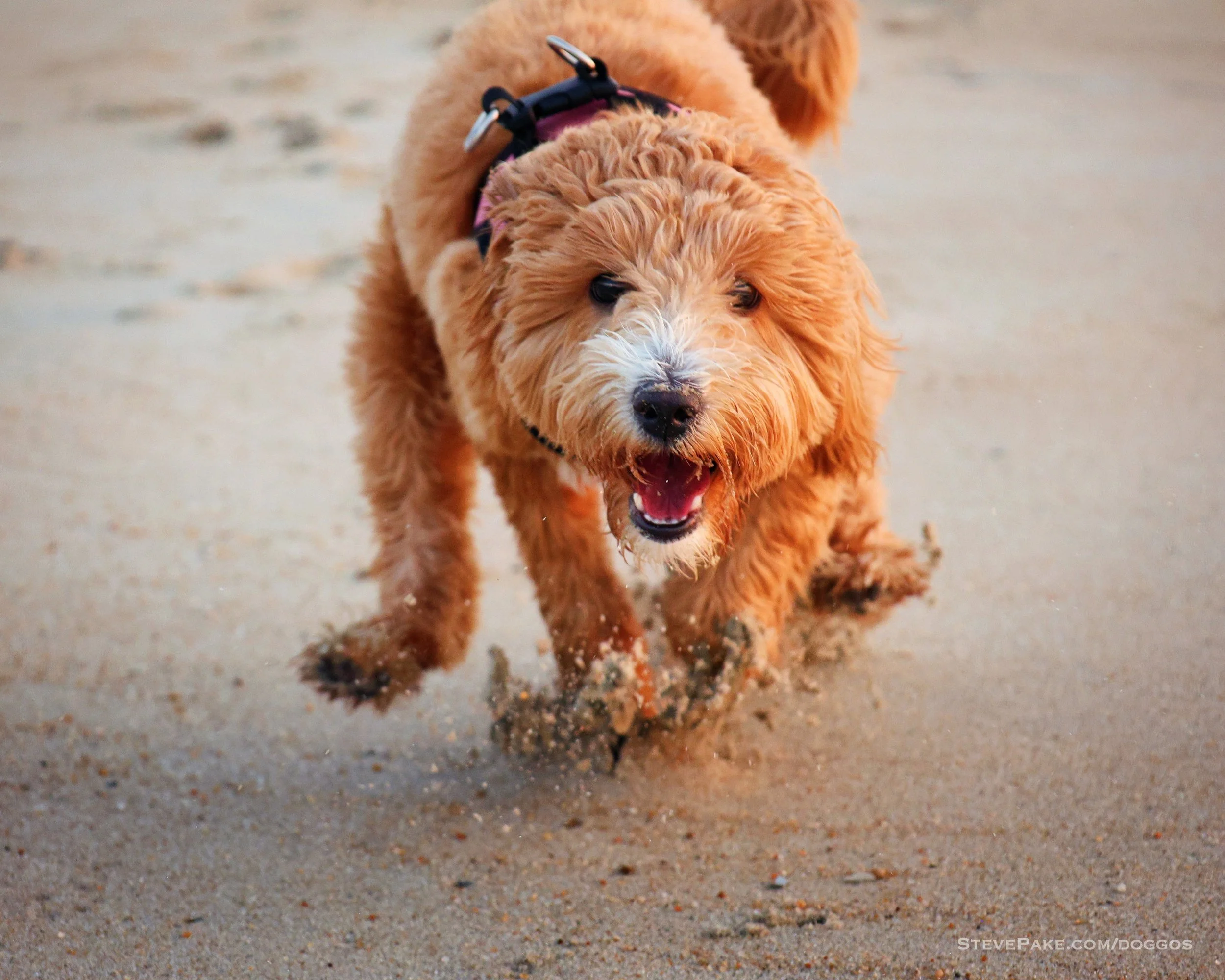 Doggos-2023-06-Rehoboth_R6SP7995r-QHD.JPG