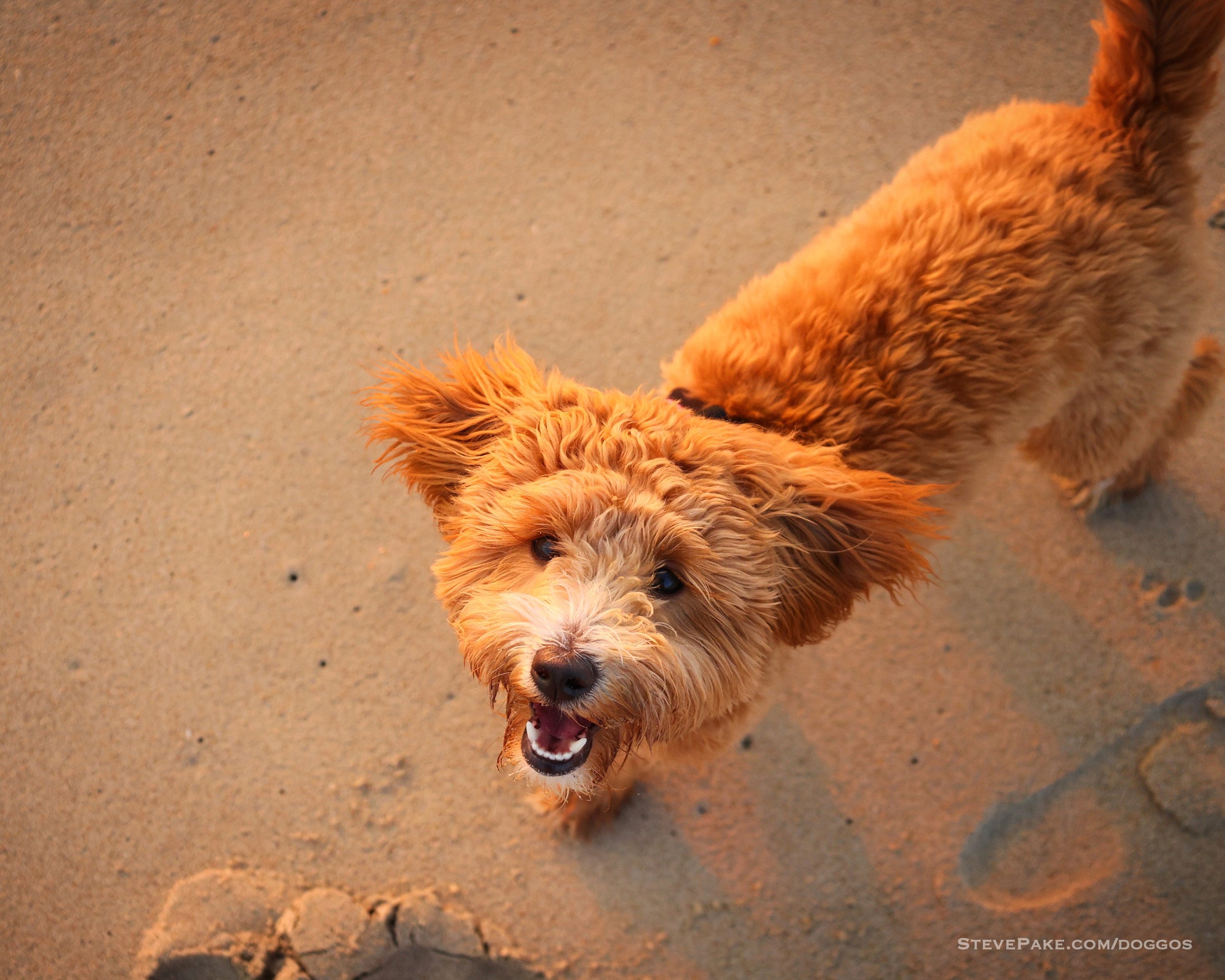 Doggos-2023-06-Rehoboth_R6SP8030r-QHD.JPG