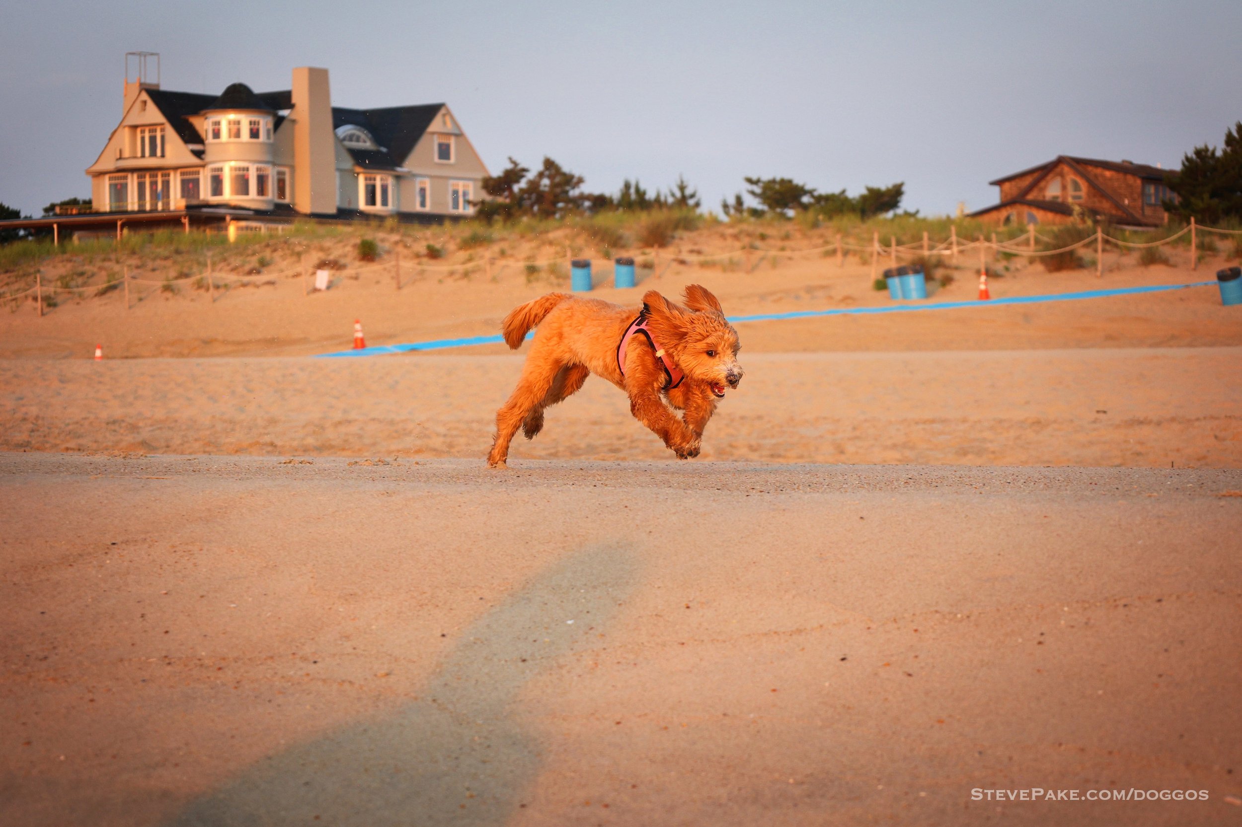 Doggos-2023-06-Rehoboth_R6SP8107r-QHD.JPG