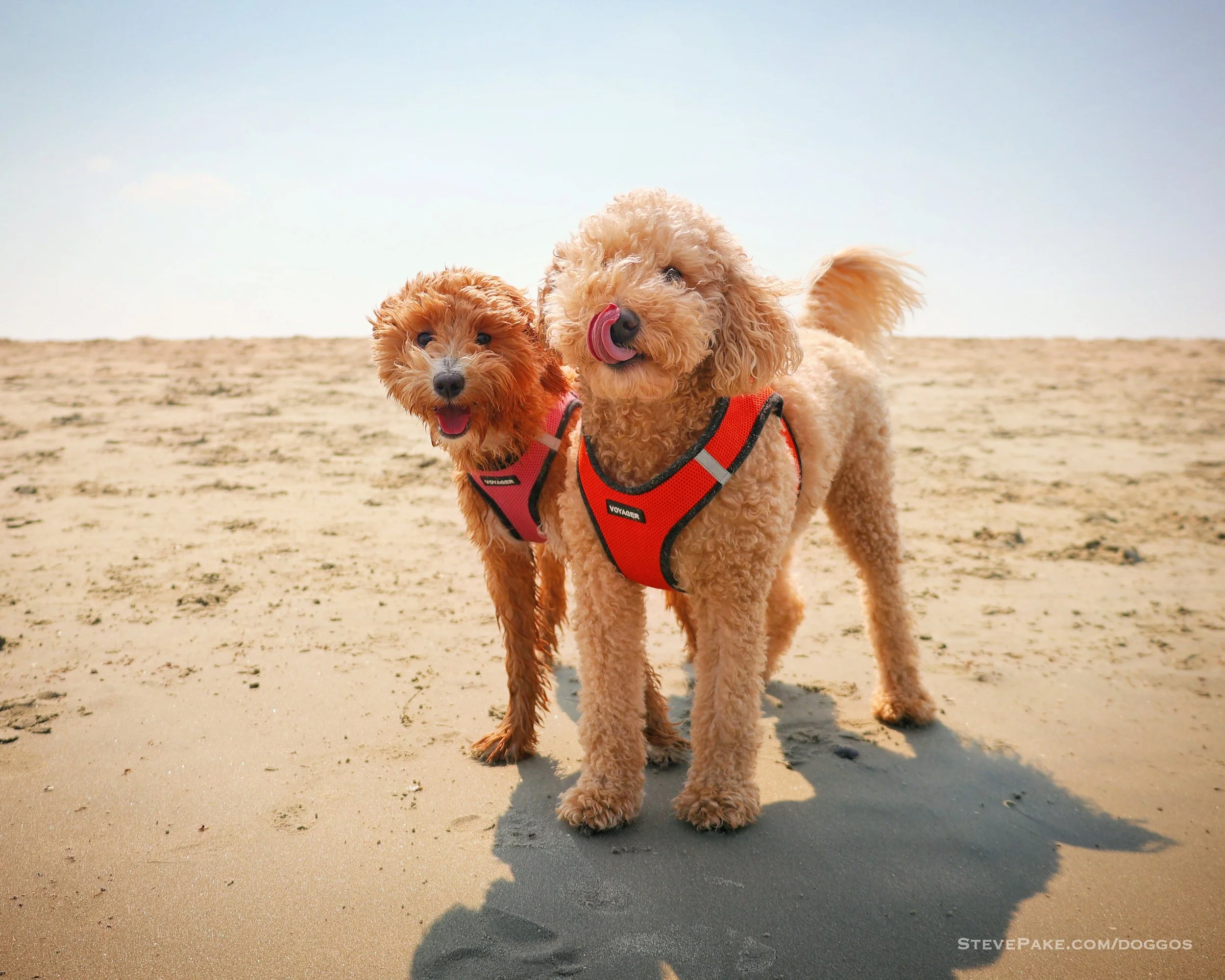 Doggos-2023-06-Rehoboth_R6SP7400r-QHD.JPG