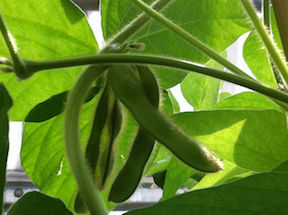 Enhanced-Nutrition Technology