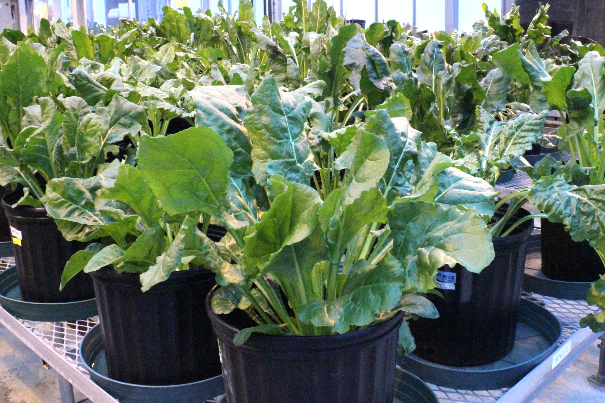 High-Sugar Technology