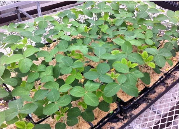 Increases Abiotic Stress Tolerance