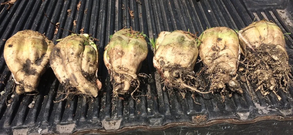 Increases Biotic Stress Tolerance