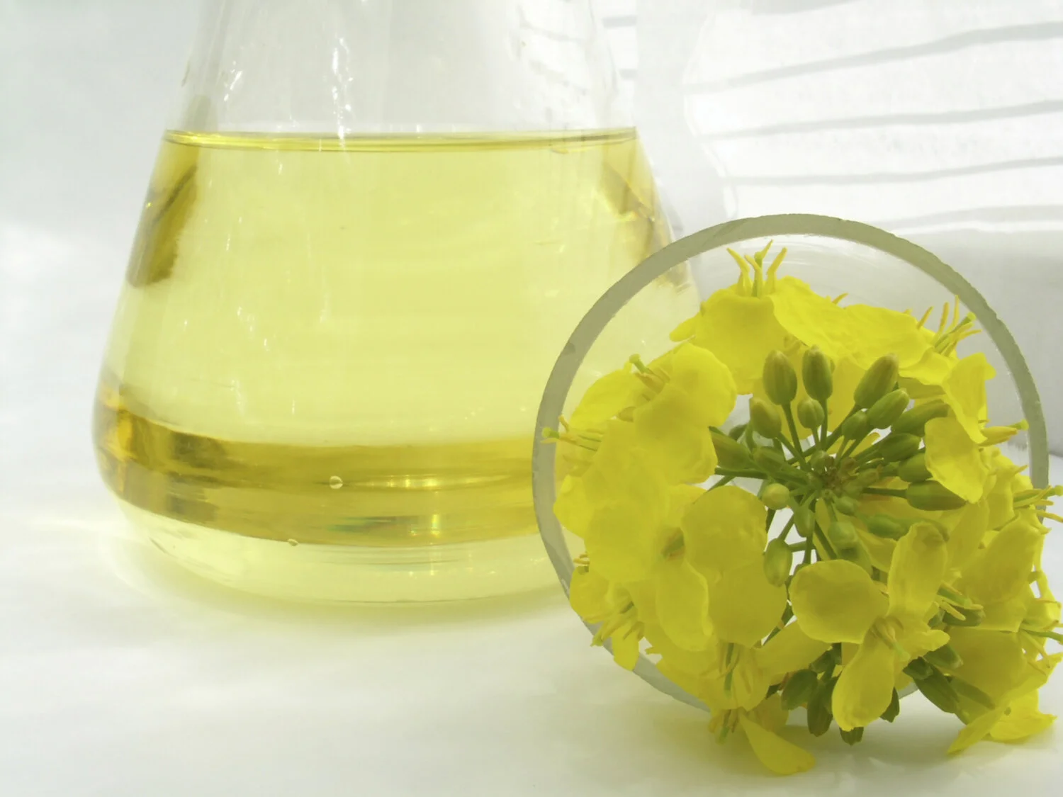 oil-canola.jpg