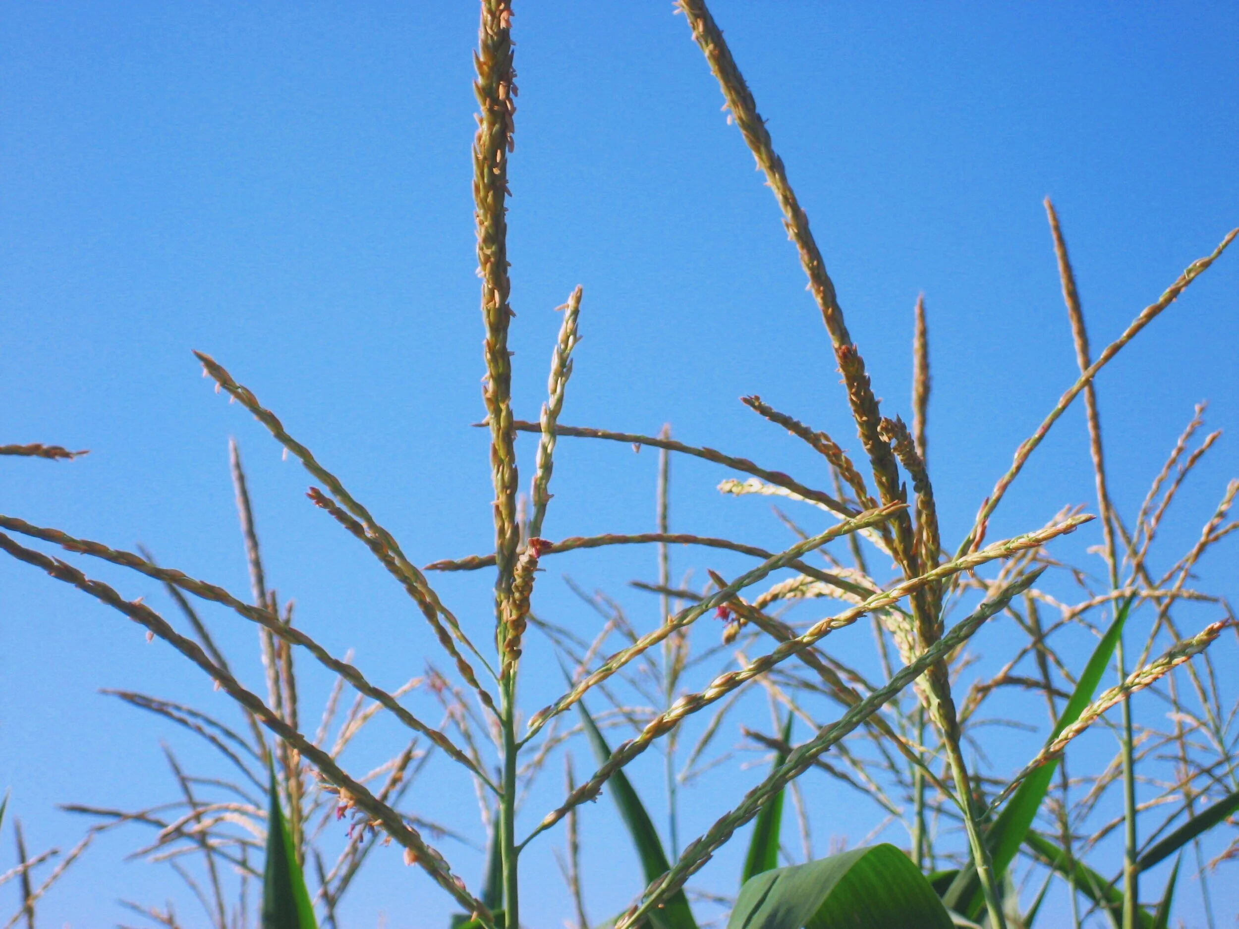 Corn-tassels.jpg