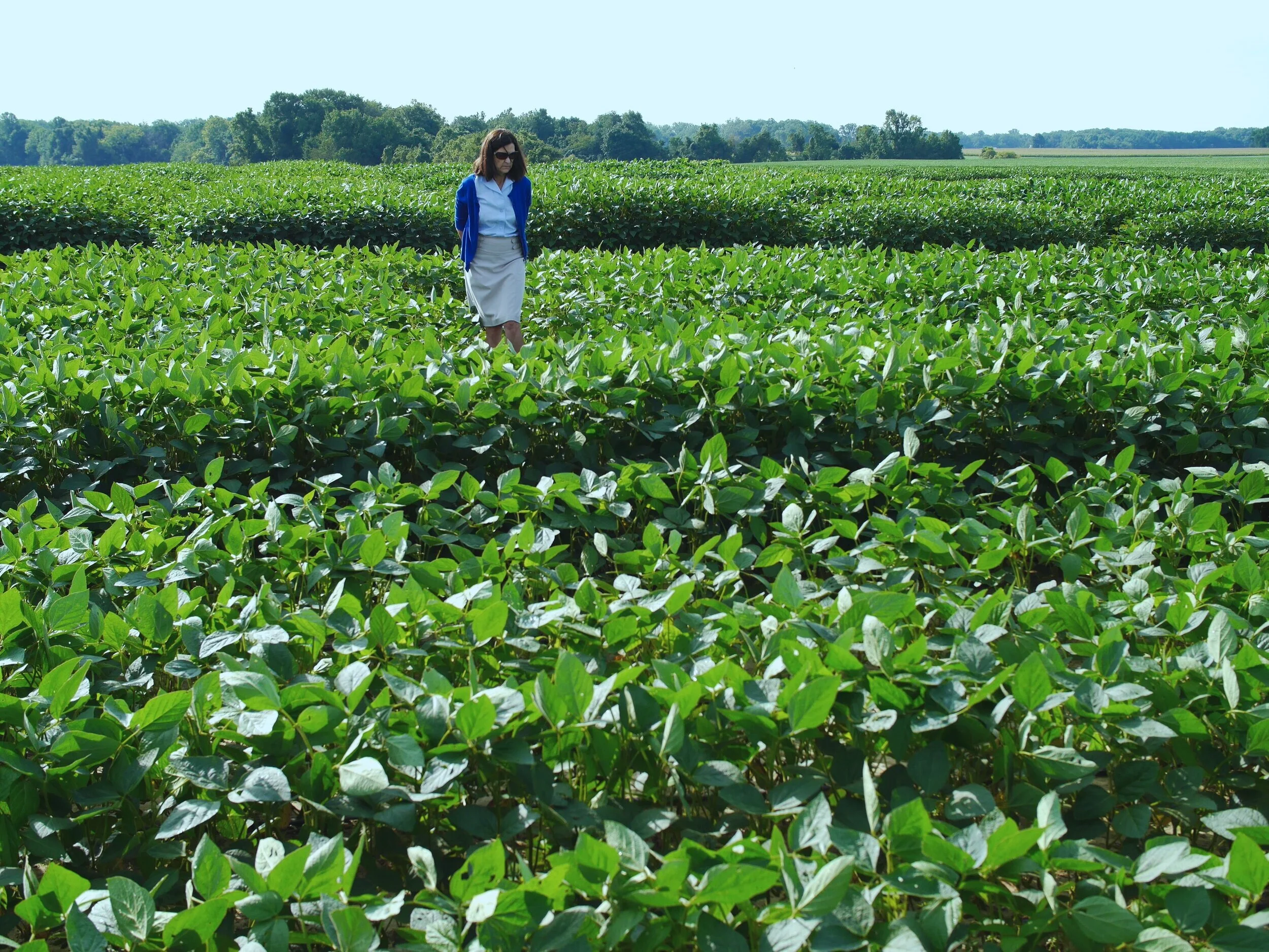 KAT-soybean-field.JPG