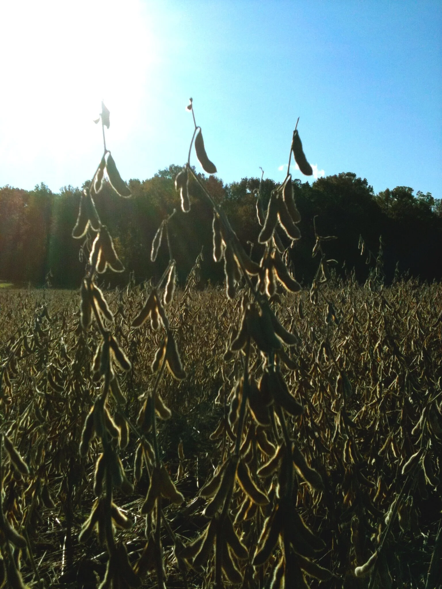 soybean_IMG_0236.jpg