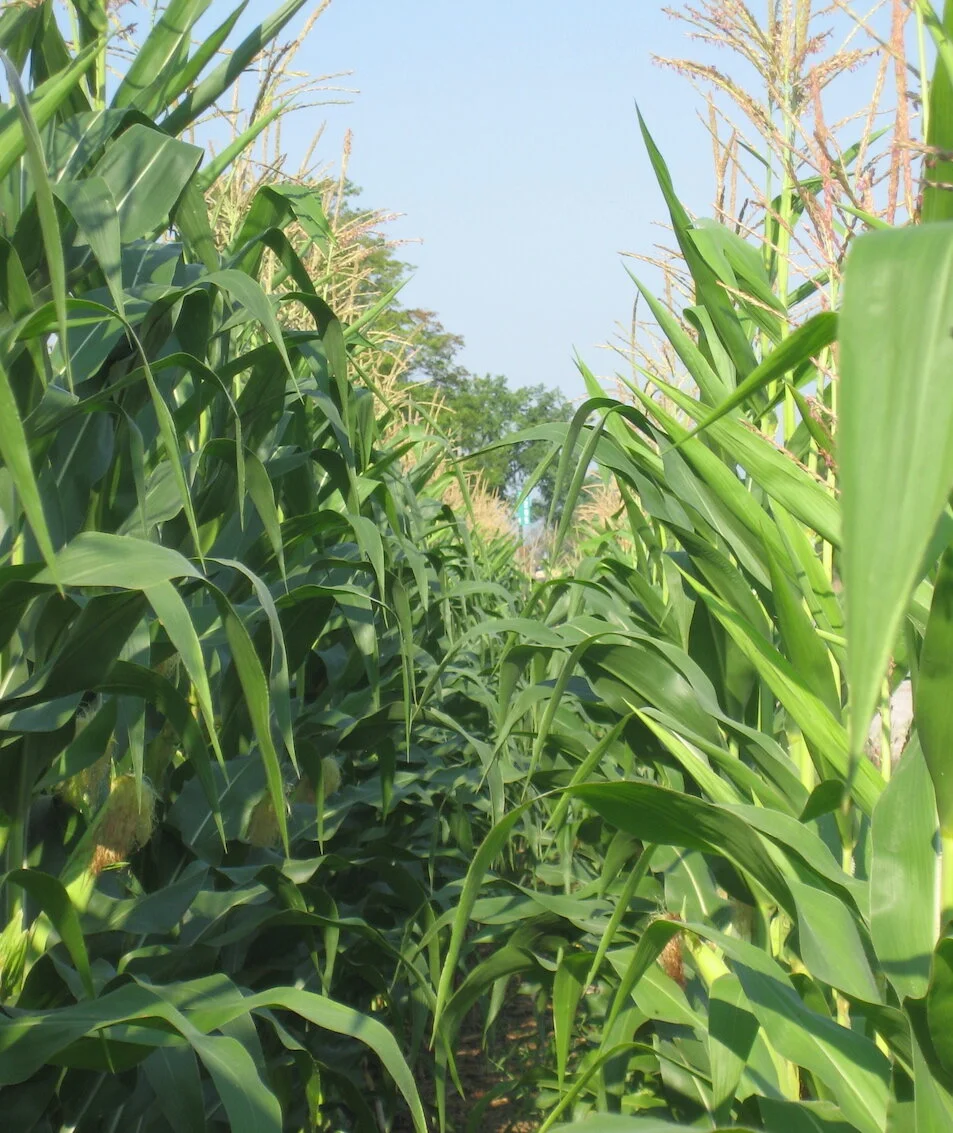 corn-rows.jpg