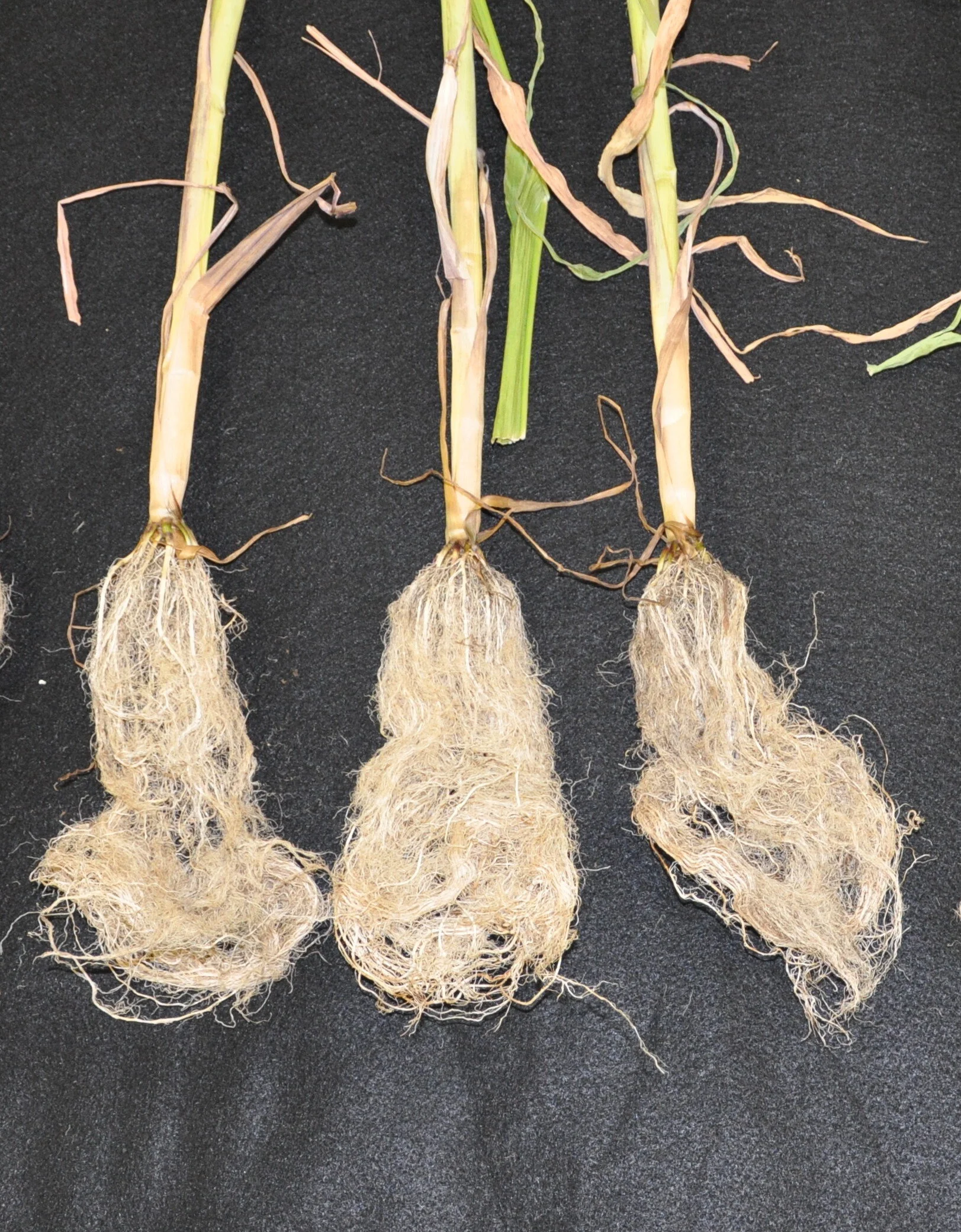 enhamced-corn-roots-NUEST.jpeg