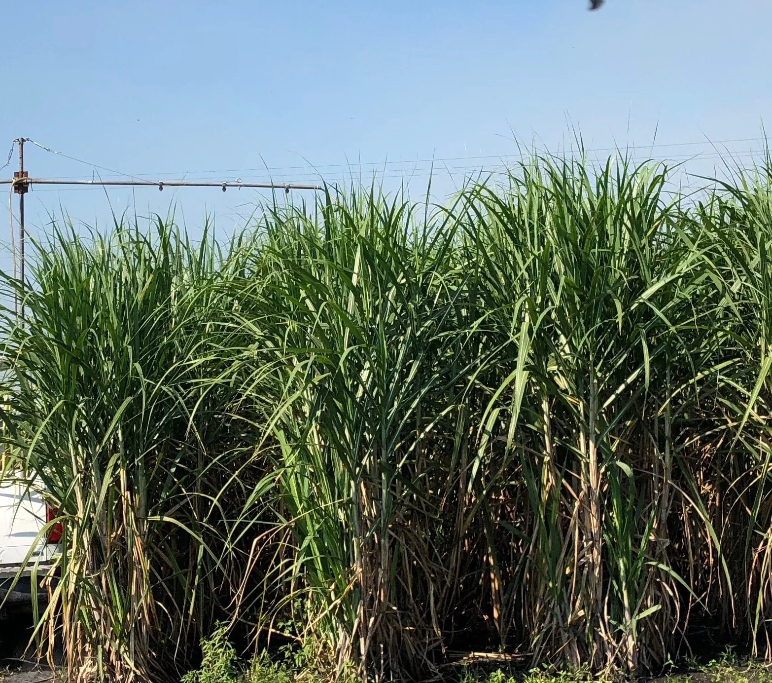 Treating sugar cane with BrixStax