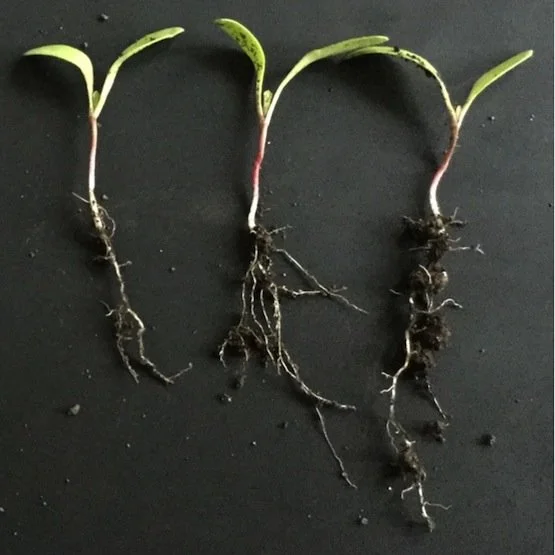 Sugar beet seedling comparison of No seed treatment (left) and treatment with GO (center and right)