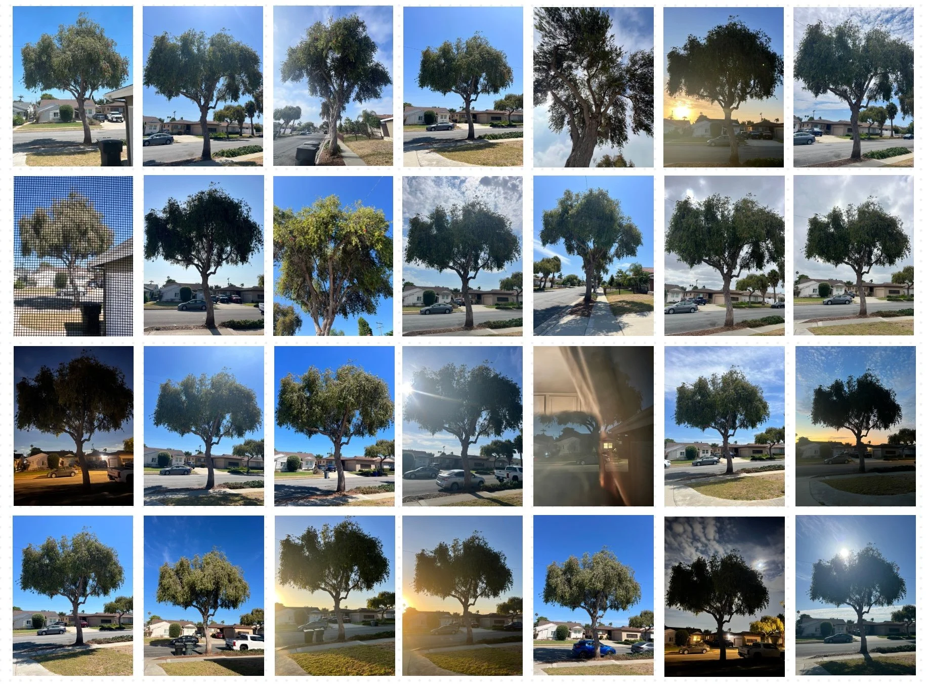 look again #2: the tree in front of my house