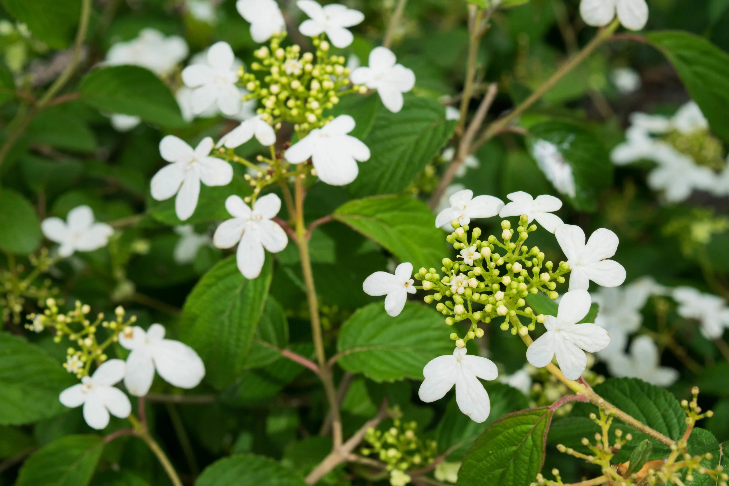 Viburnums