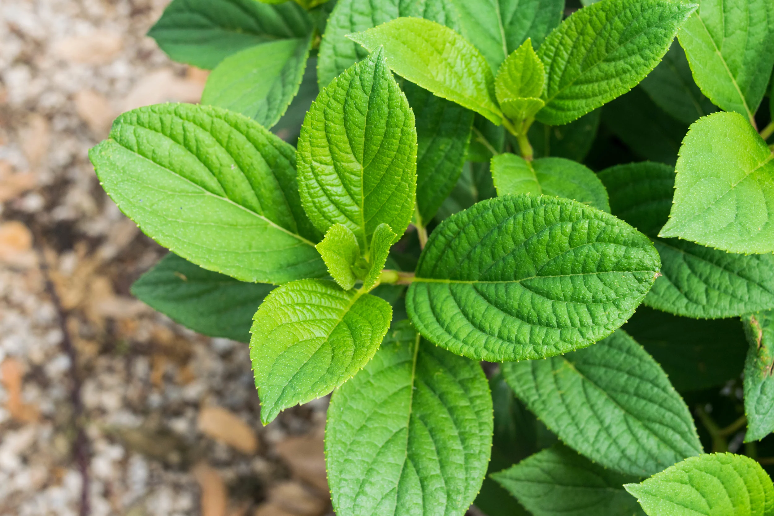Little Quick Fire Hydrangea