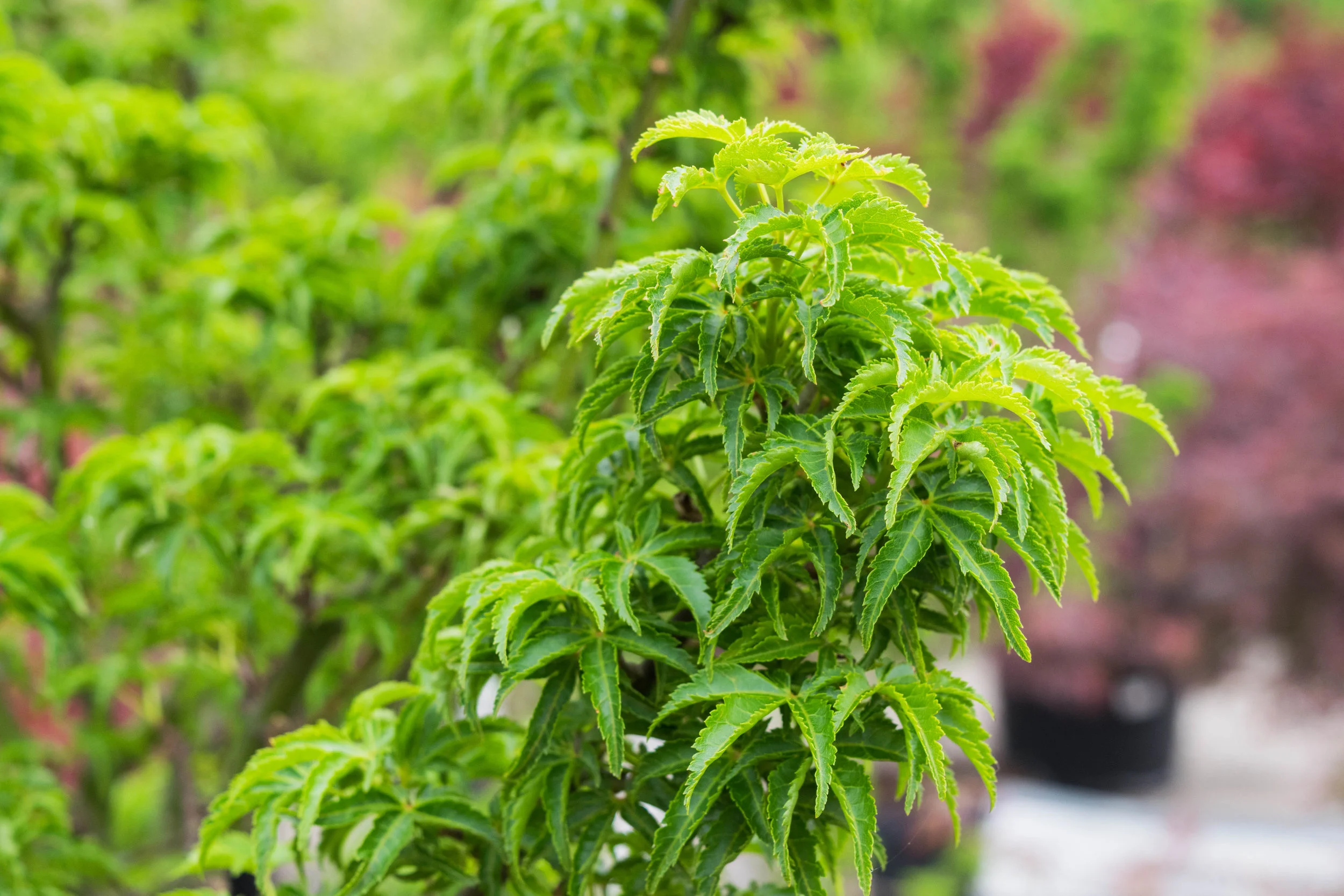 Lion's Head Maple