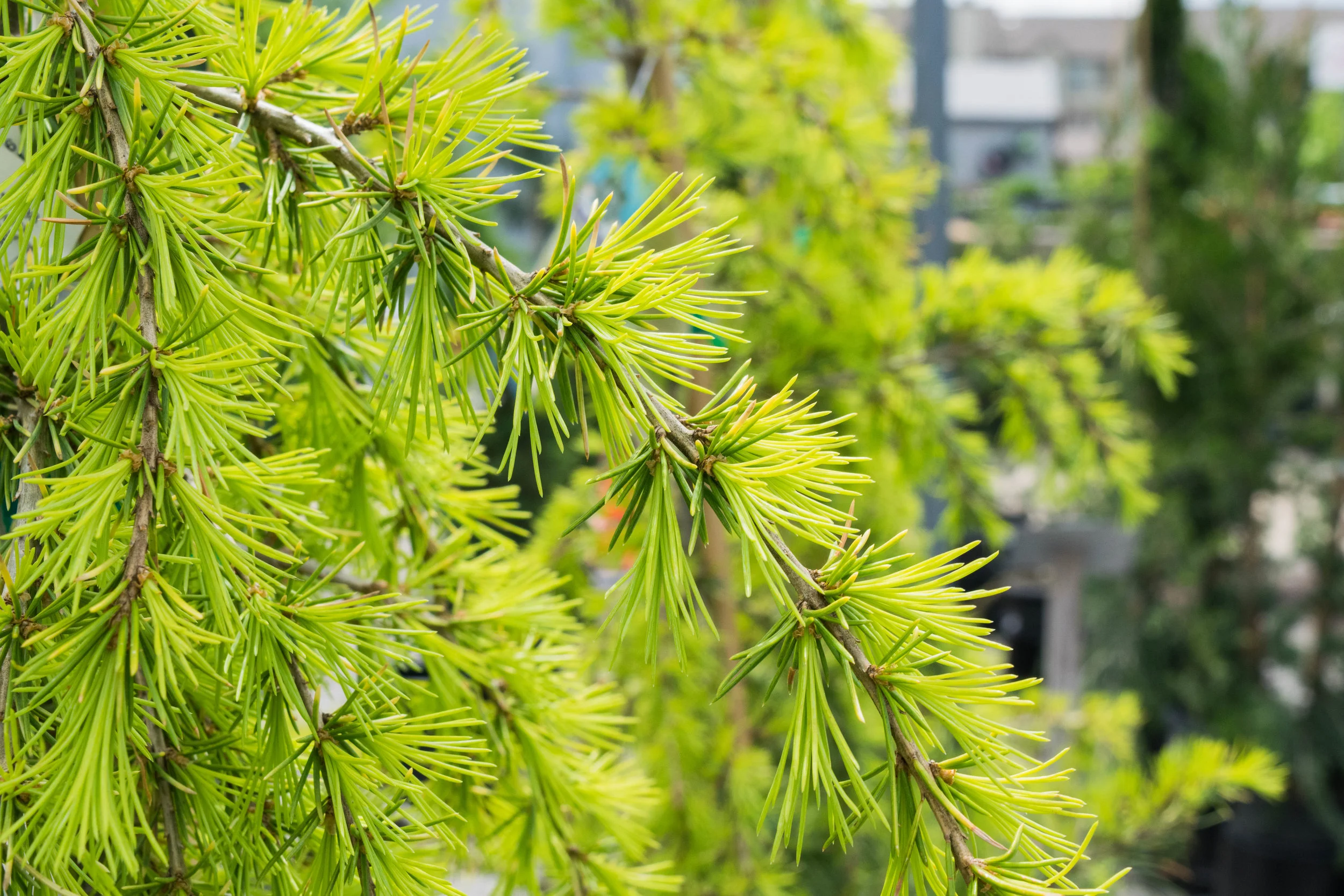 Golden Deodar Cedar