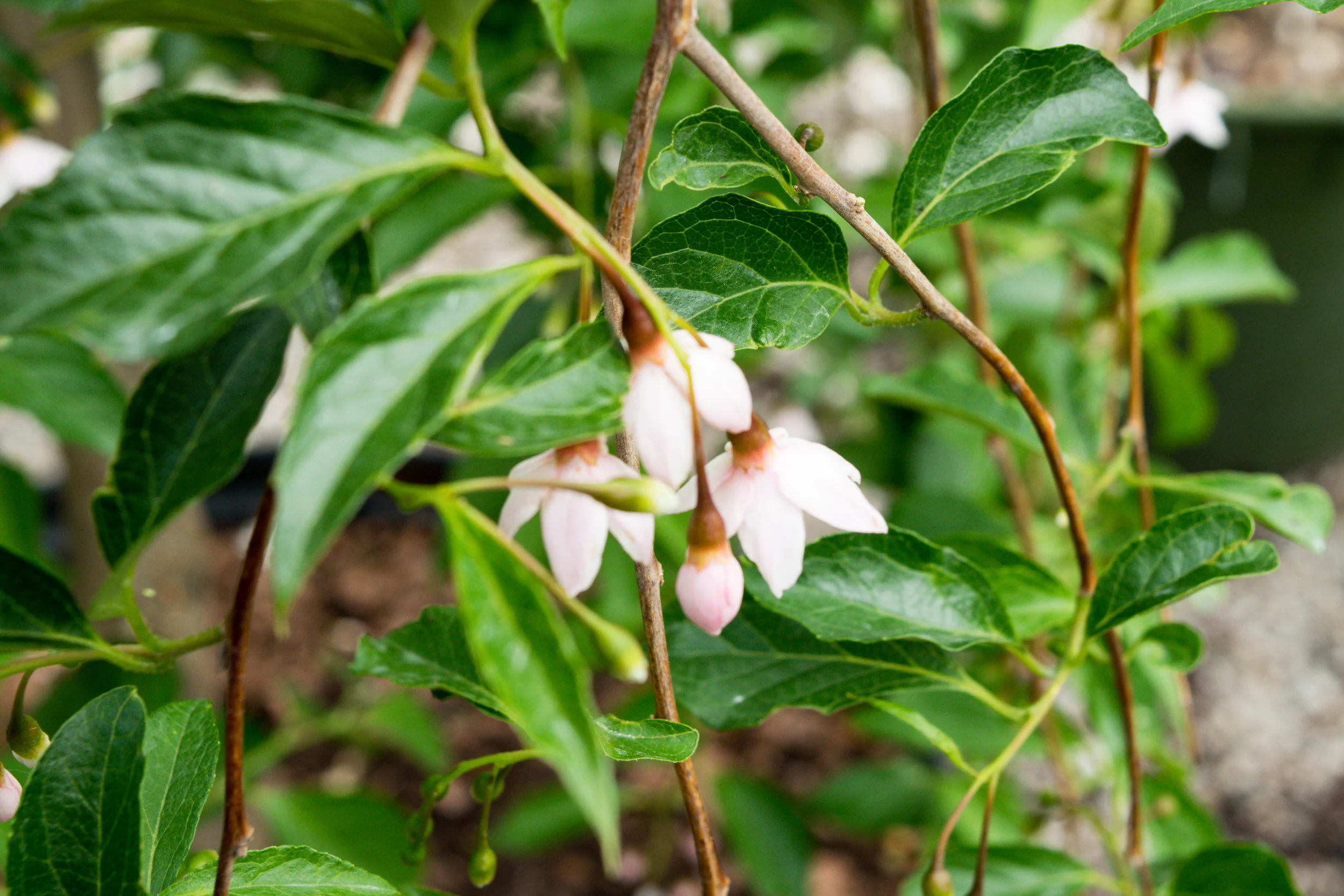 Japanese Snowbells 'Marley's Pink'