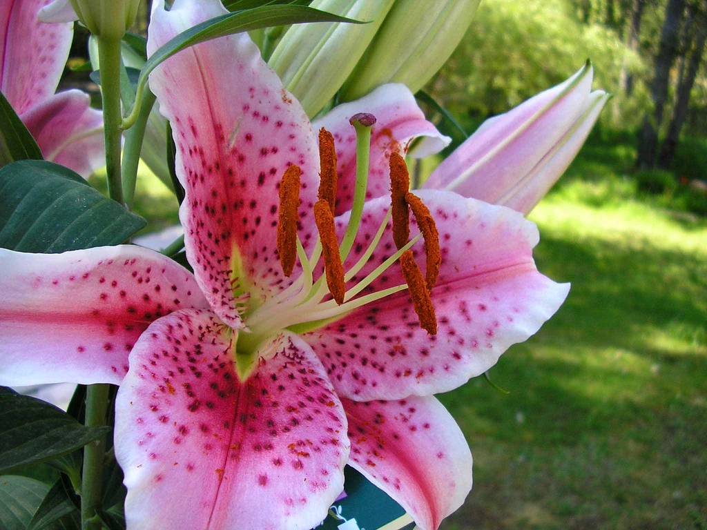 Asiatic Lillies