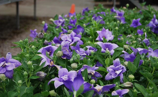 Balloon Flower