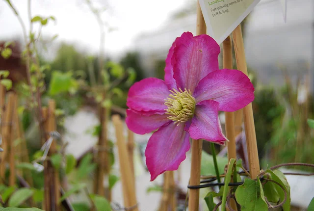 Clematis